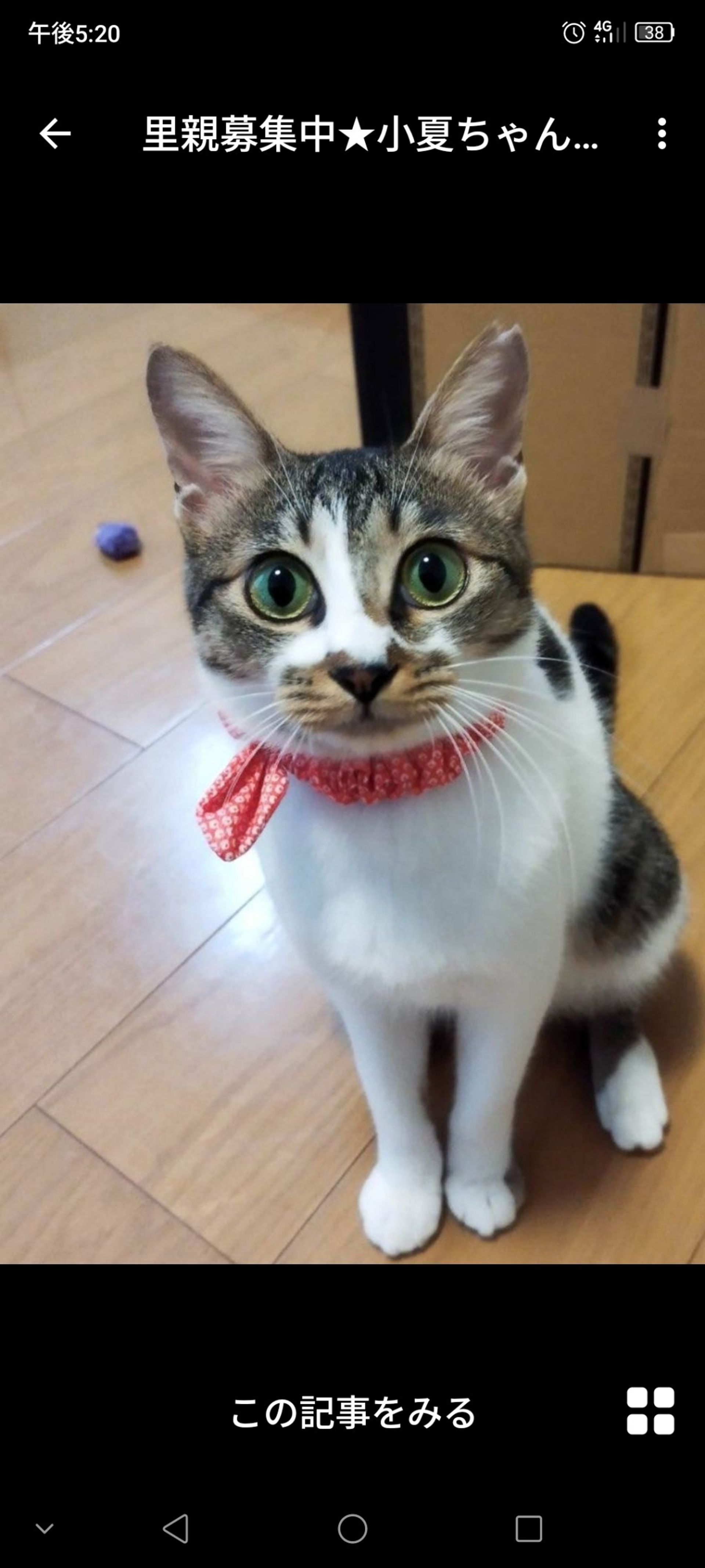 雑種（ミックス猫）・メスの里親募集の写真