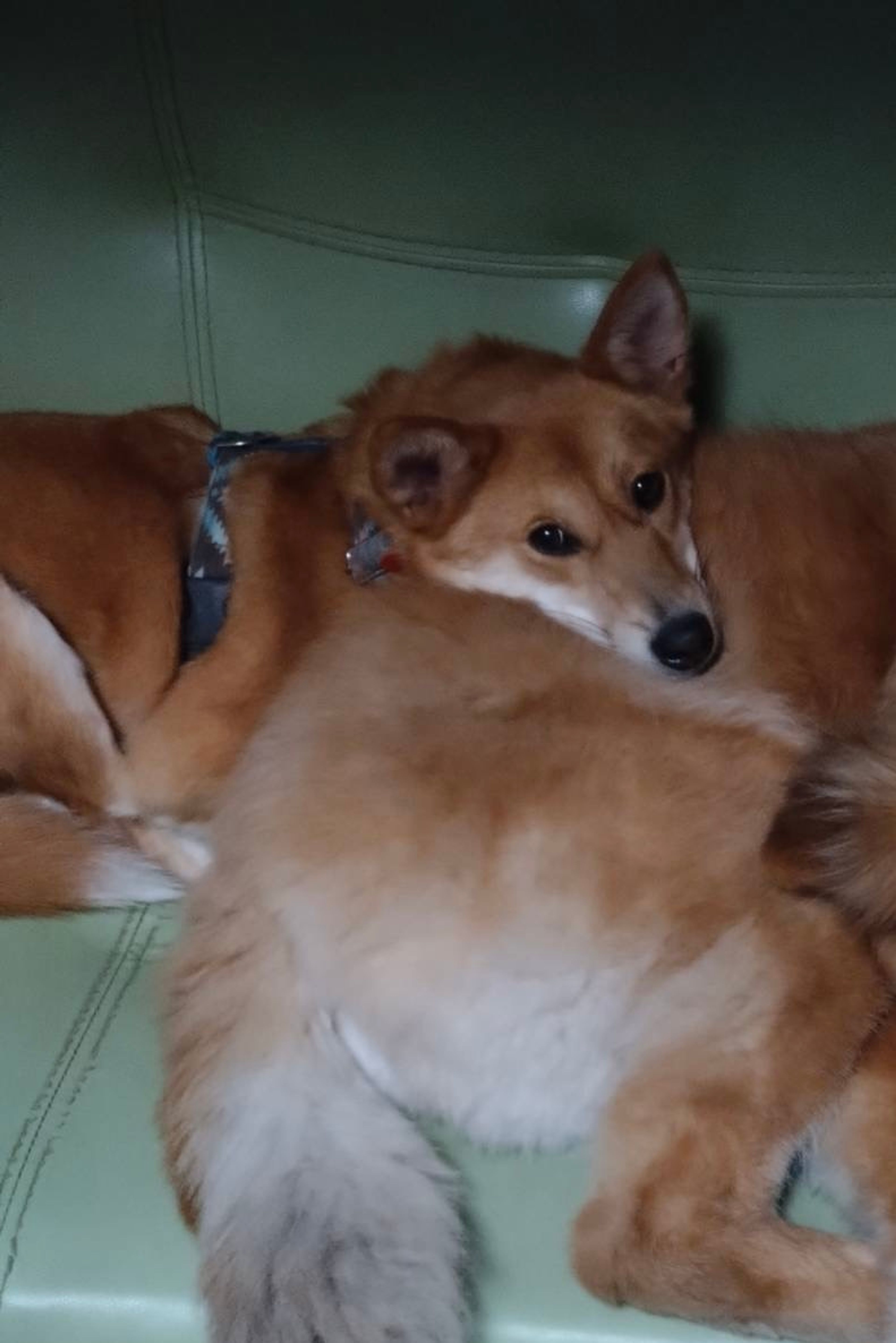 雑種（ミックス犬）・メスの里親募集の写真