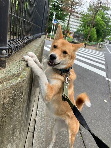 みかげ