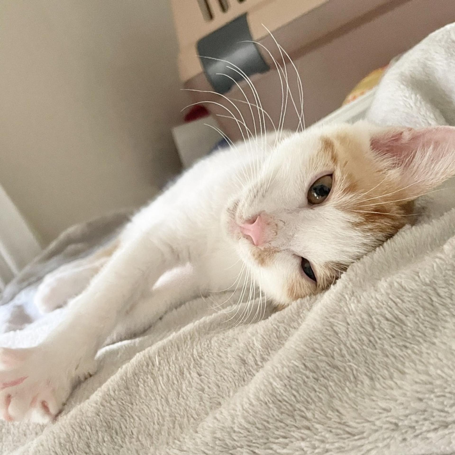 pet-image-4