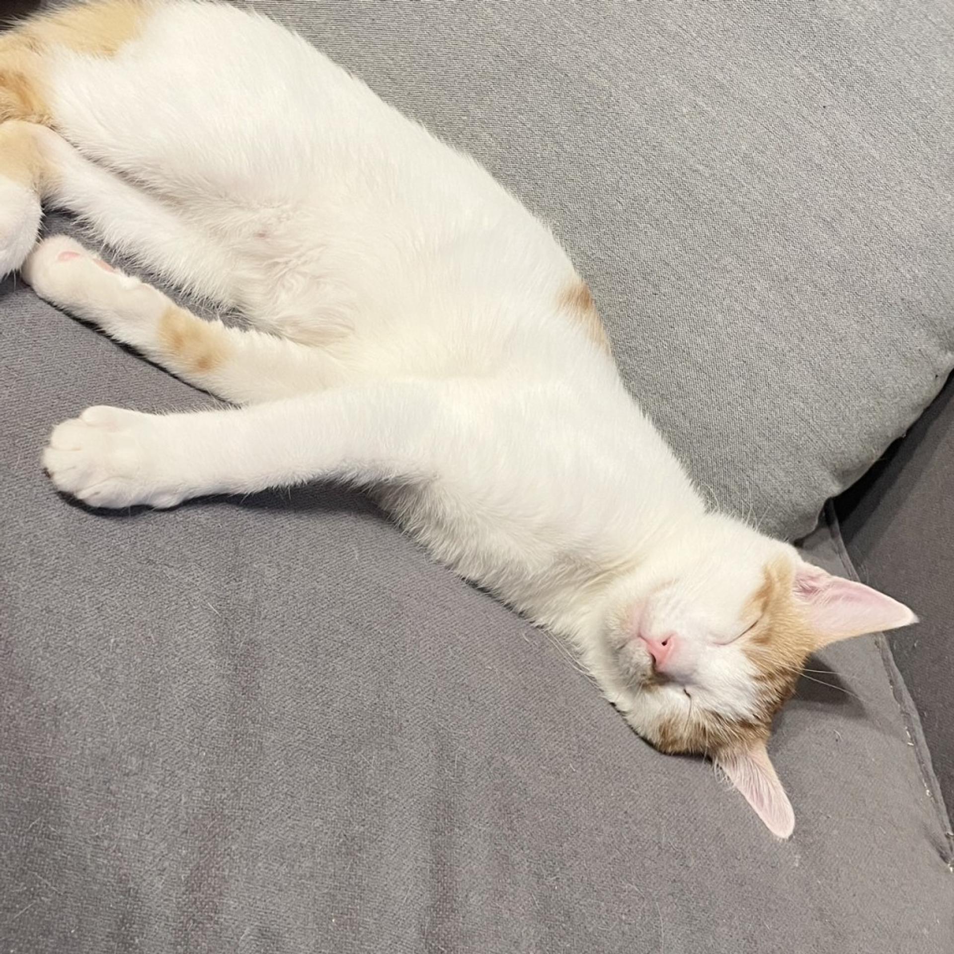 pet-image-6