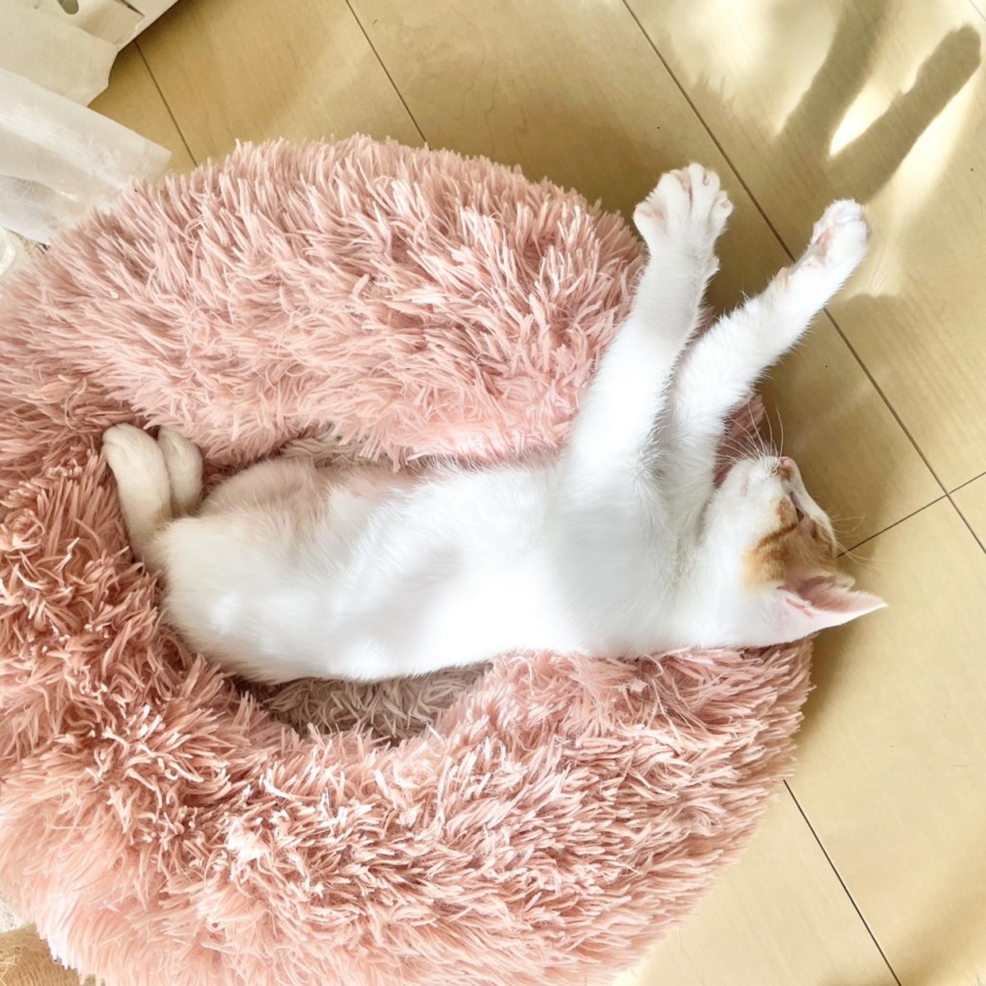 pet-image-7
