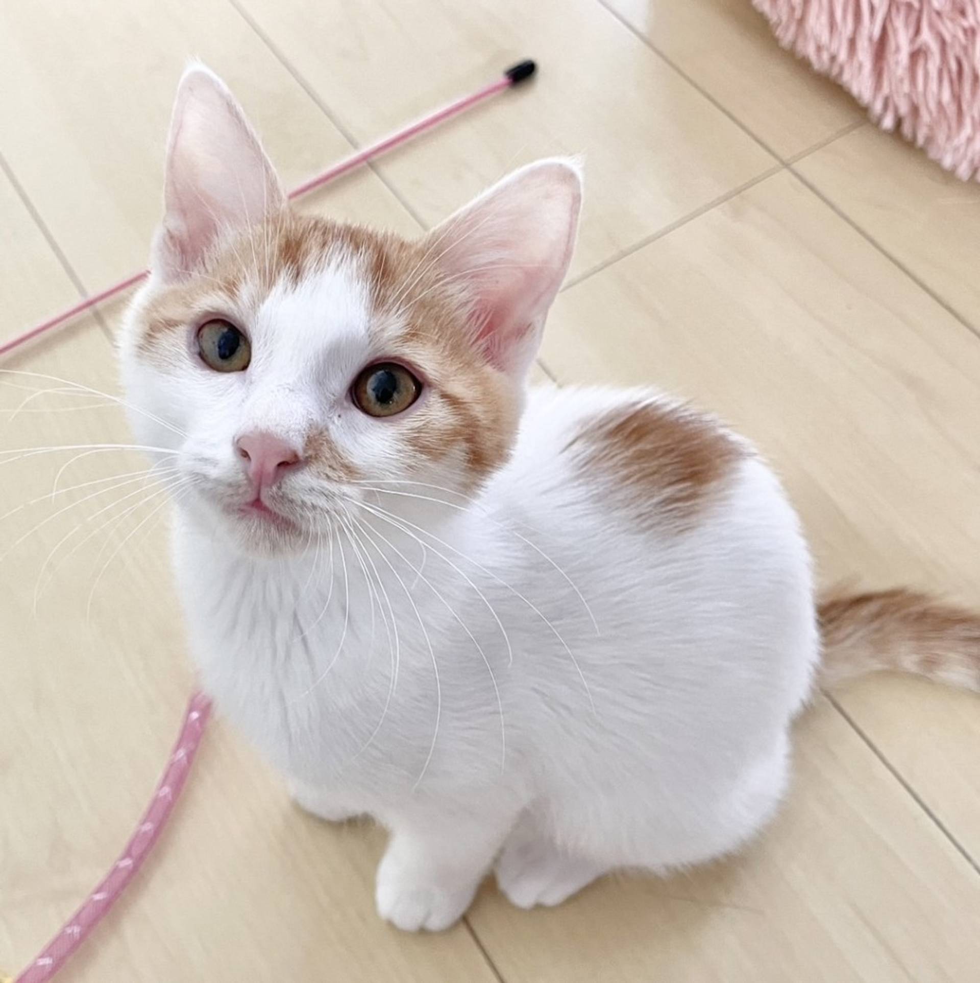 雑種（ミックス猫）・オスの里親募集の写真