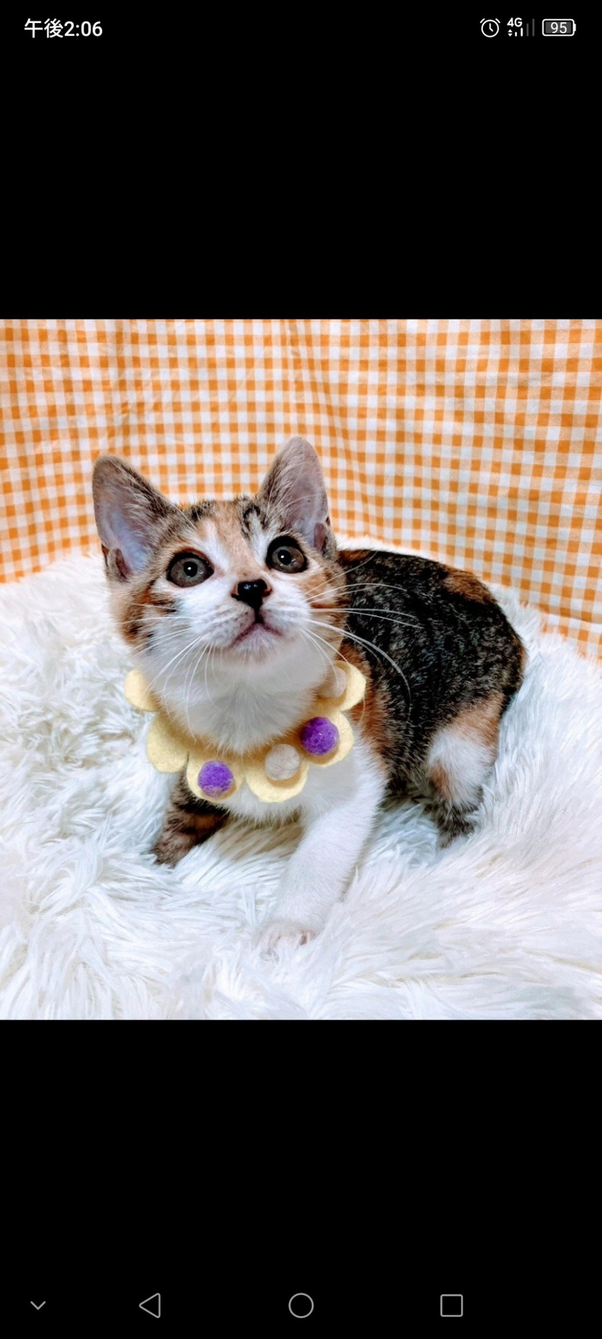 pet-image-2