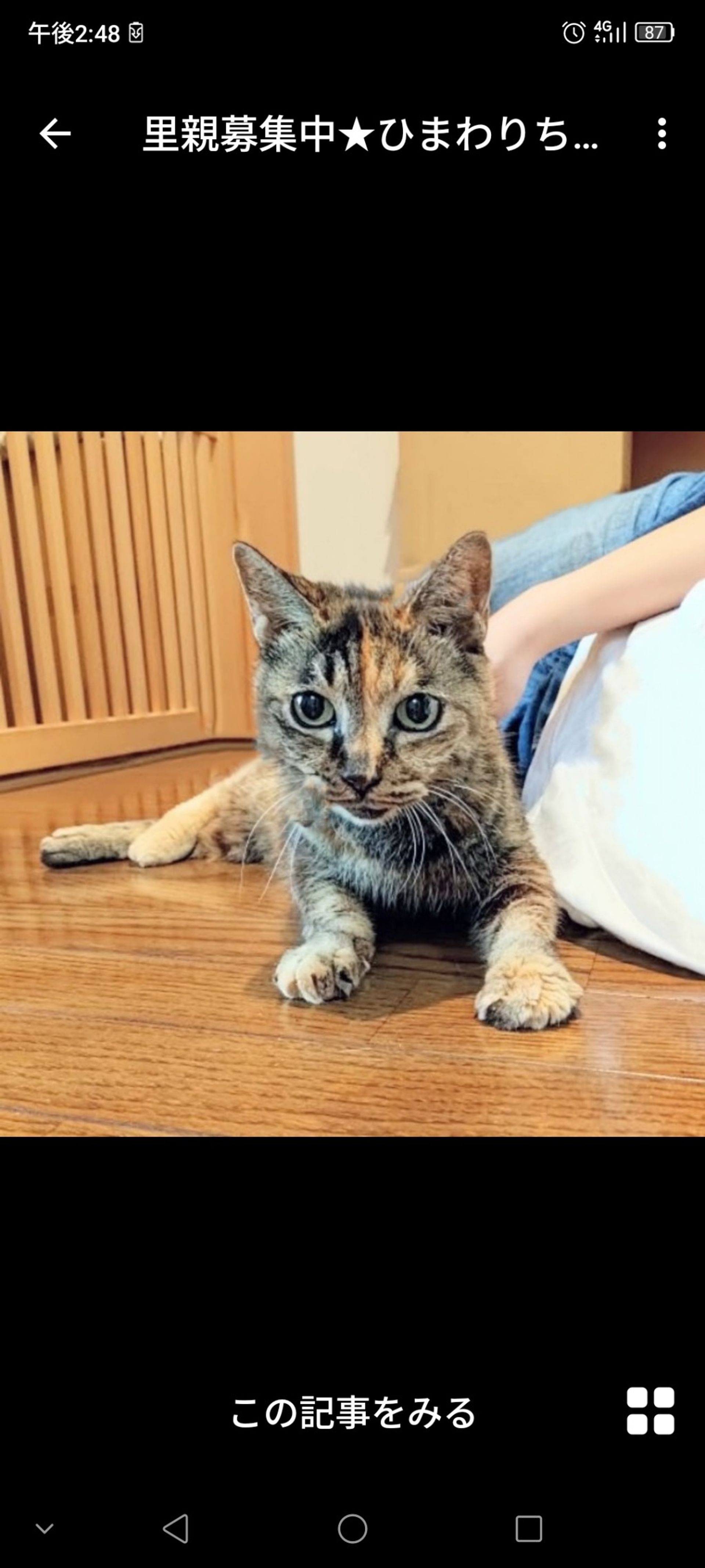 雑種（ミックス猫）・オスの里親募集の写真