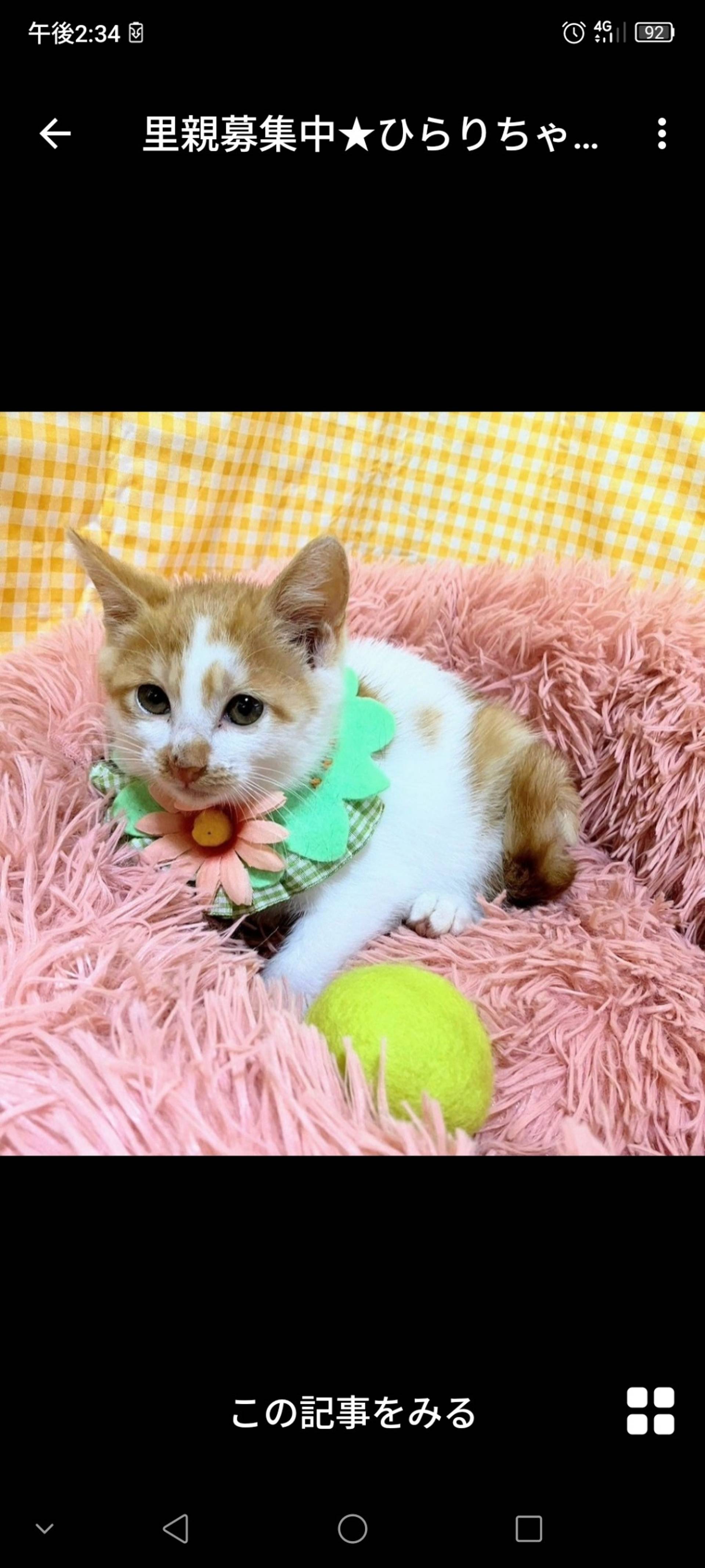 雑種（ミックス猫）・メスの里親募集の写真