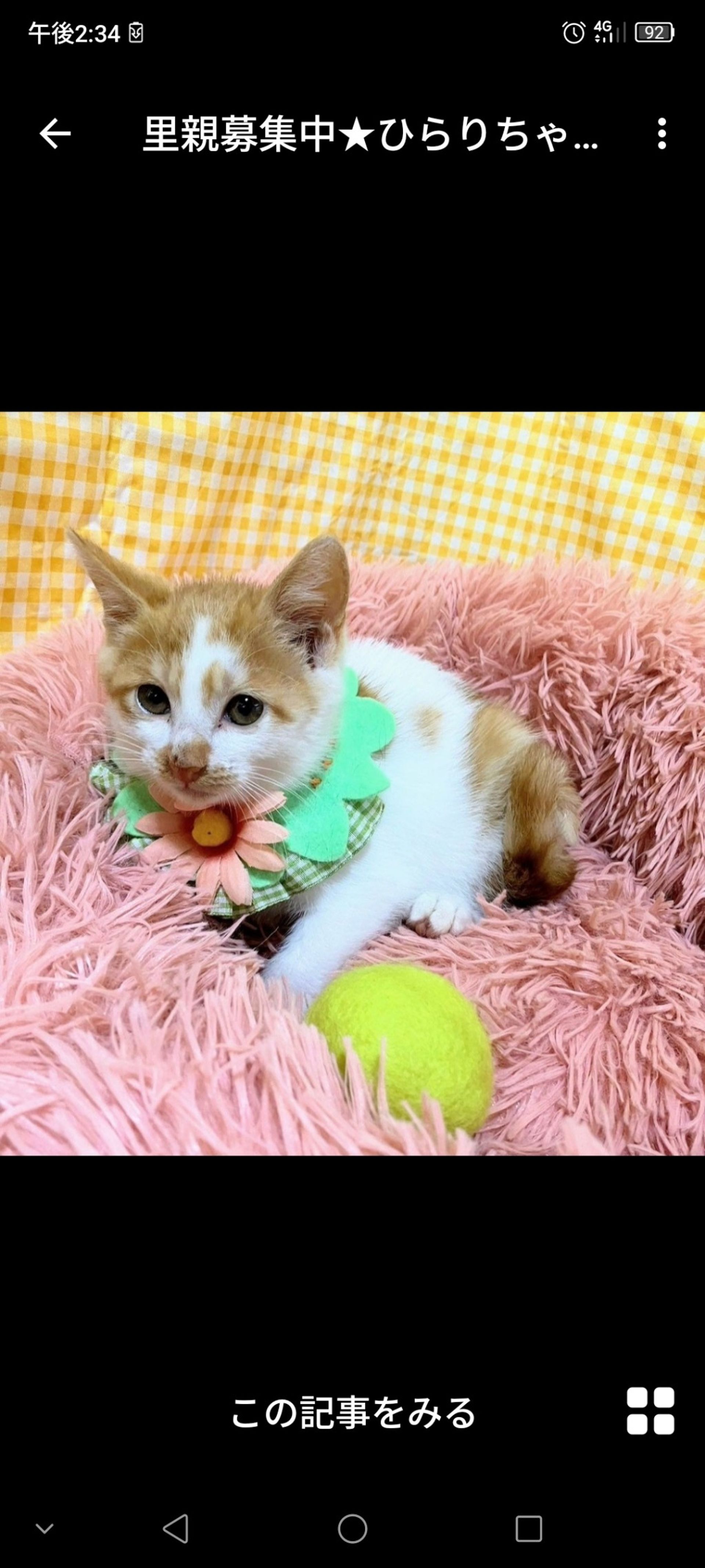 雑種（ミックス猫）・メスの里親募集の写真