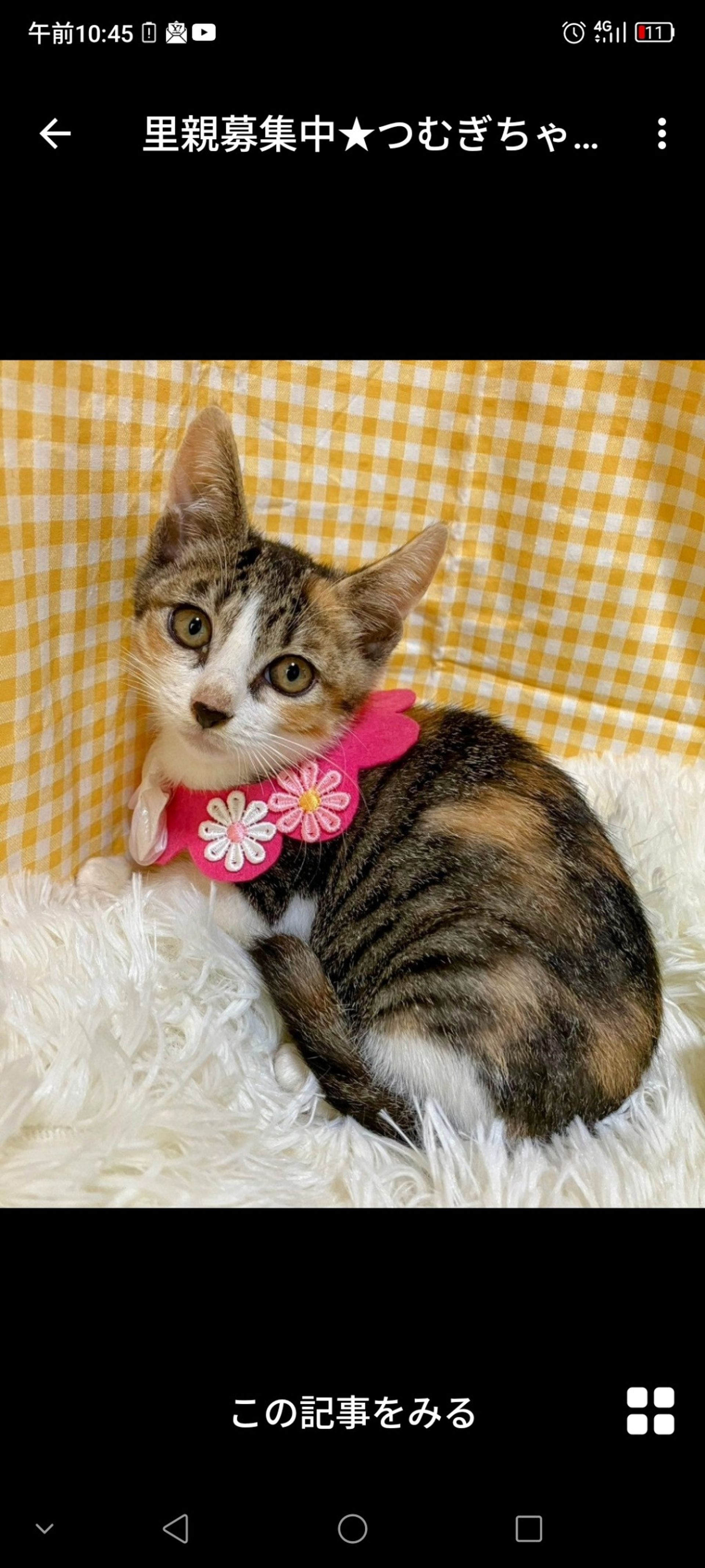 日本猫・メスの里親募集の写真