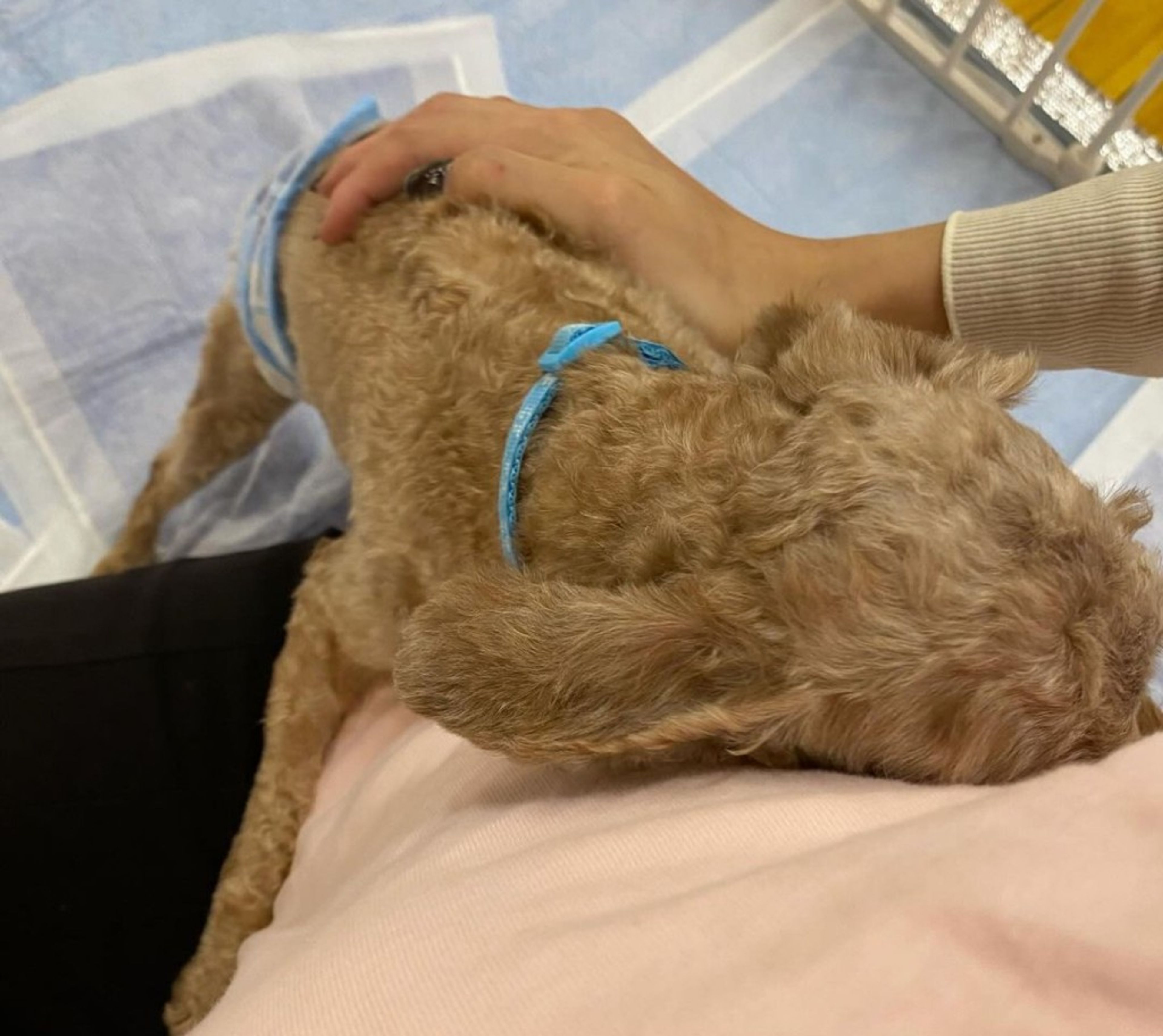 pet-image-4