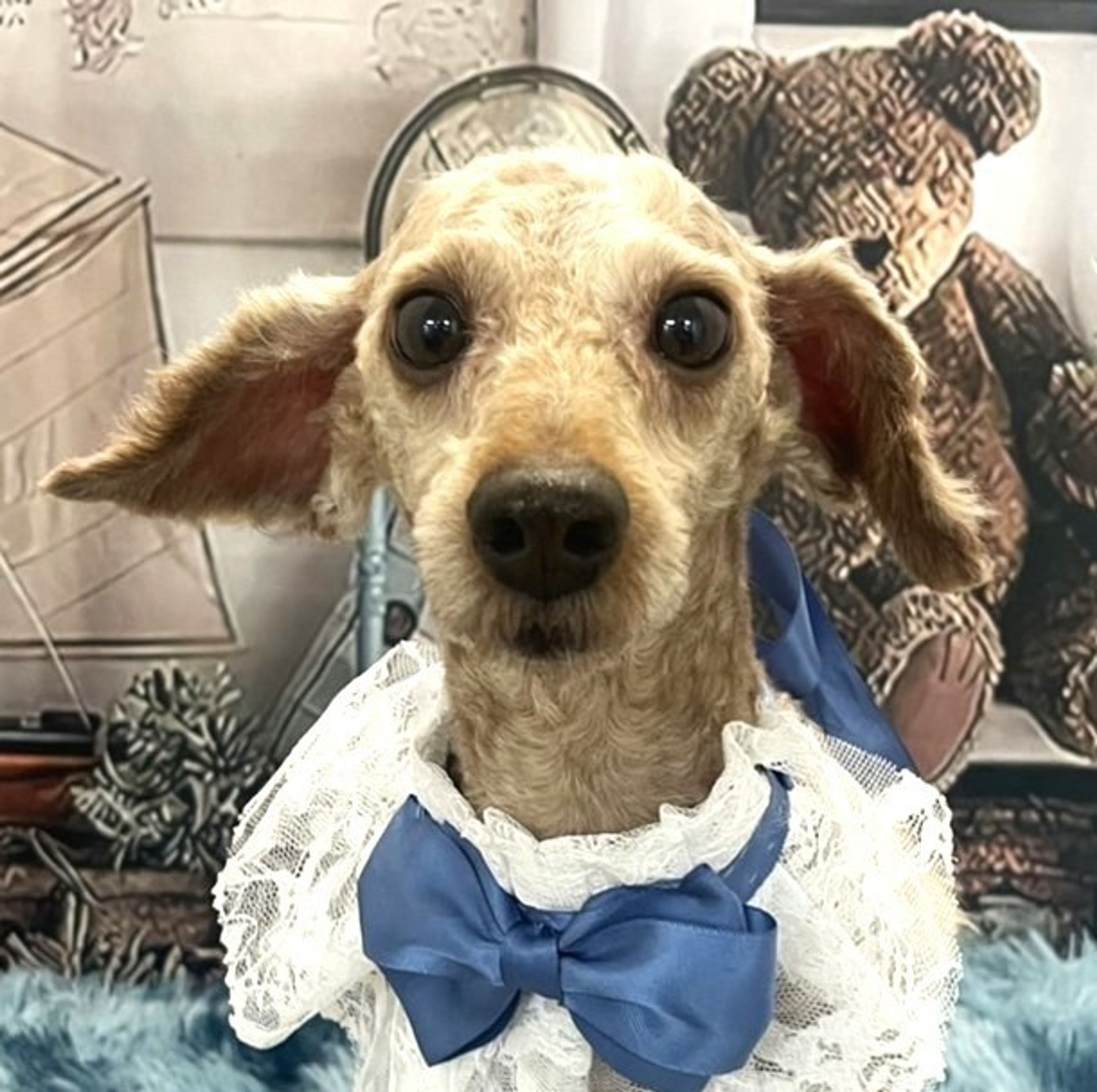 トイプードル・オスの里親募集の写真