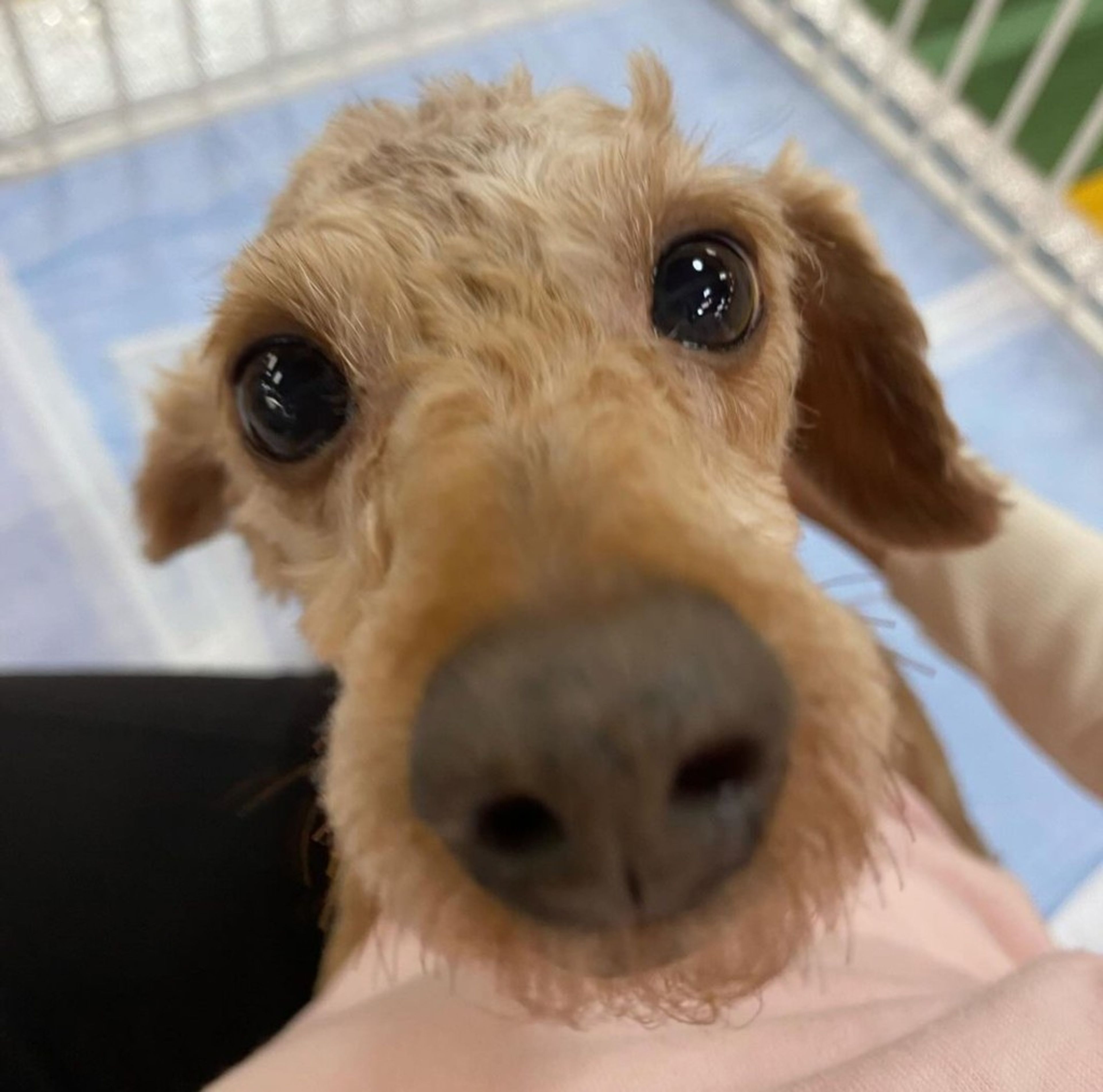 pet-image-3