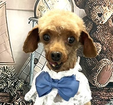 チャプチェの写真