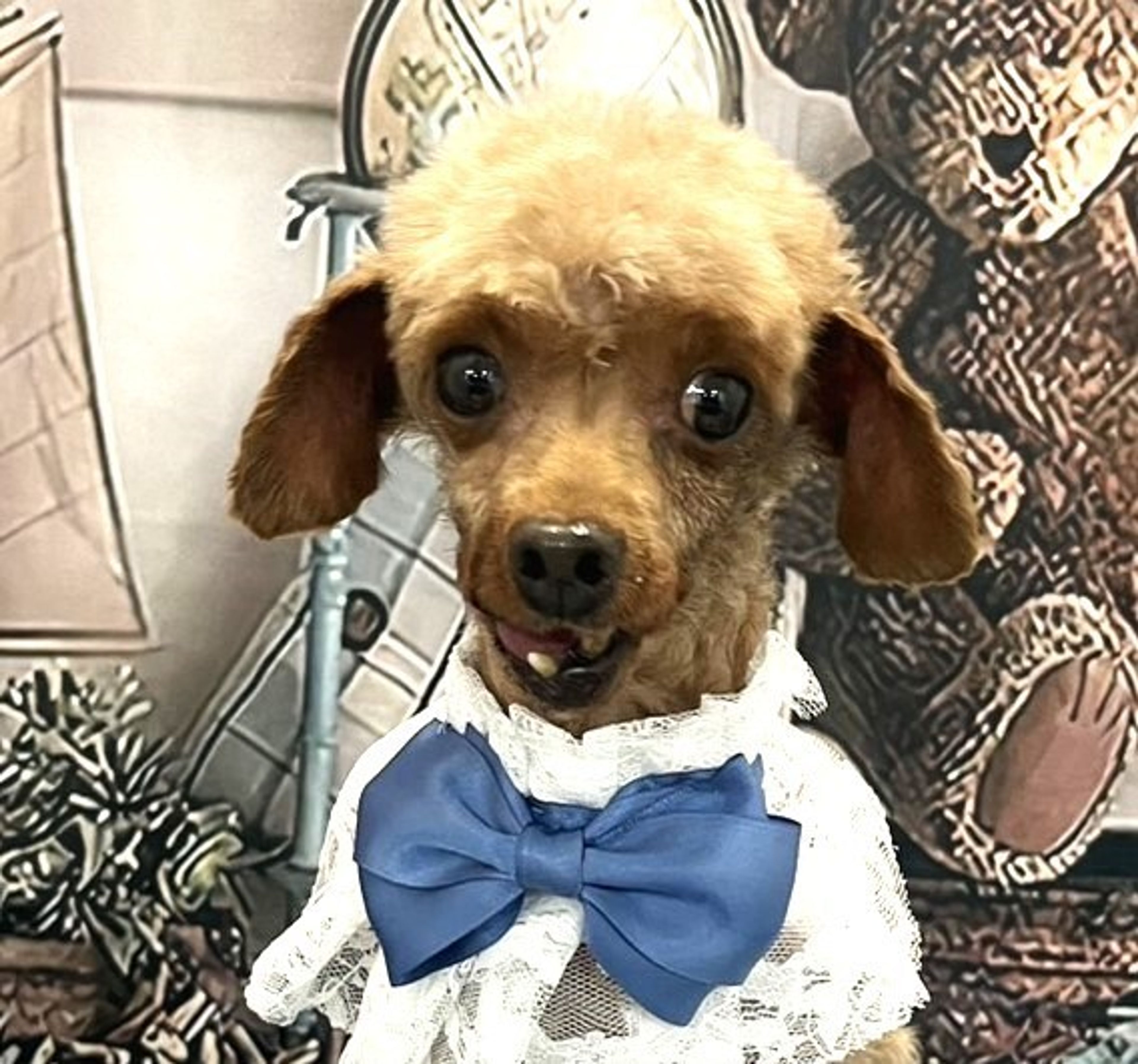 トイプードル・メスの里親募集の写真