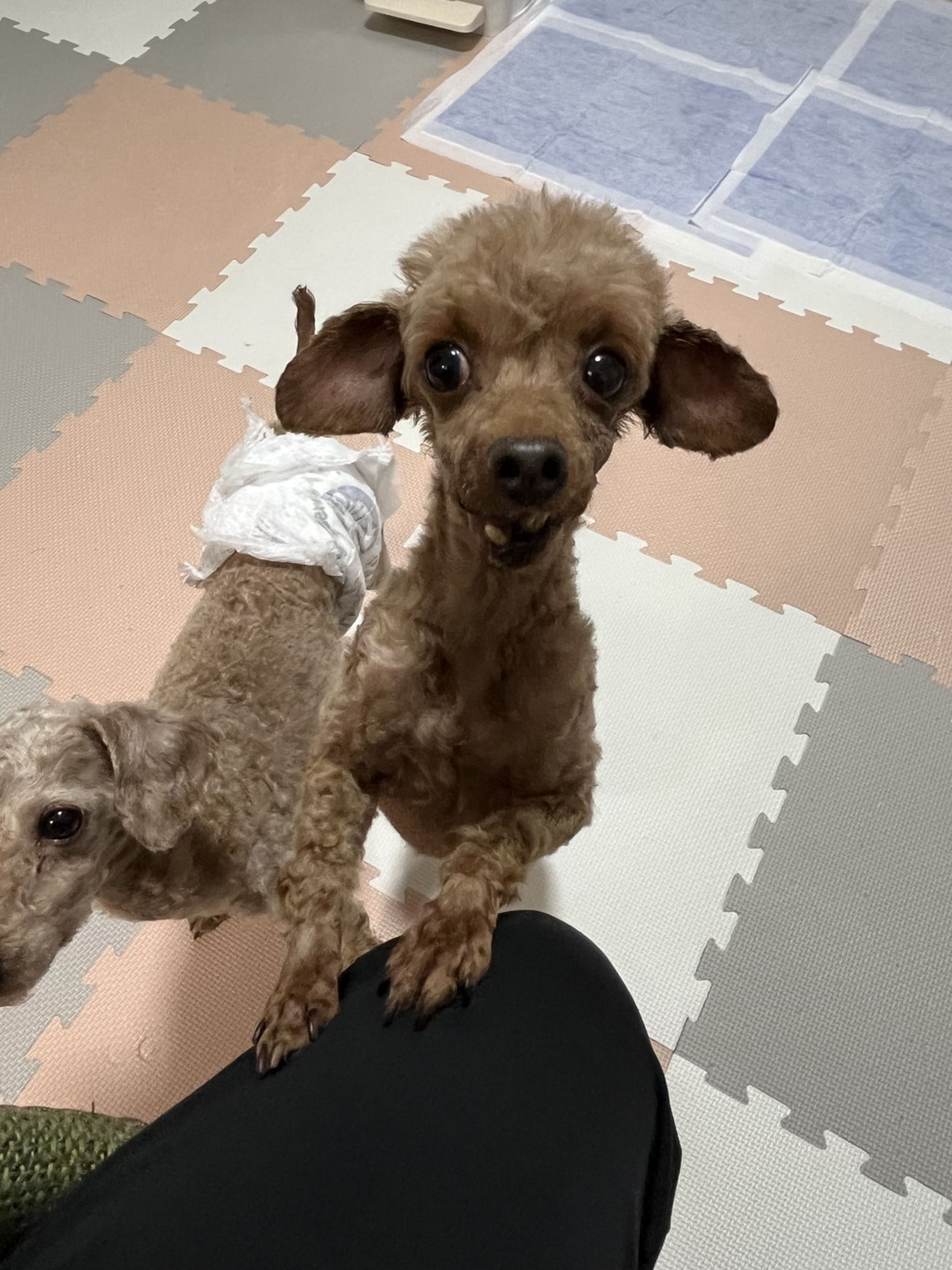 pet-image-3