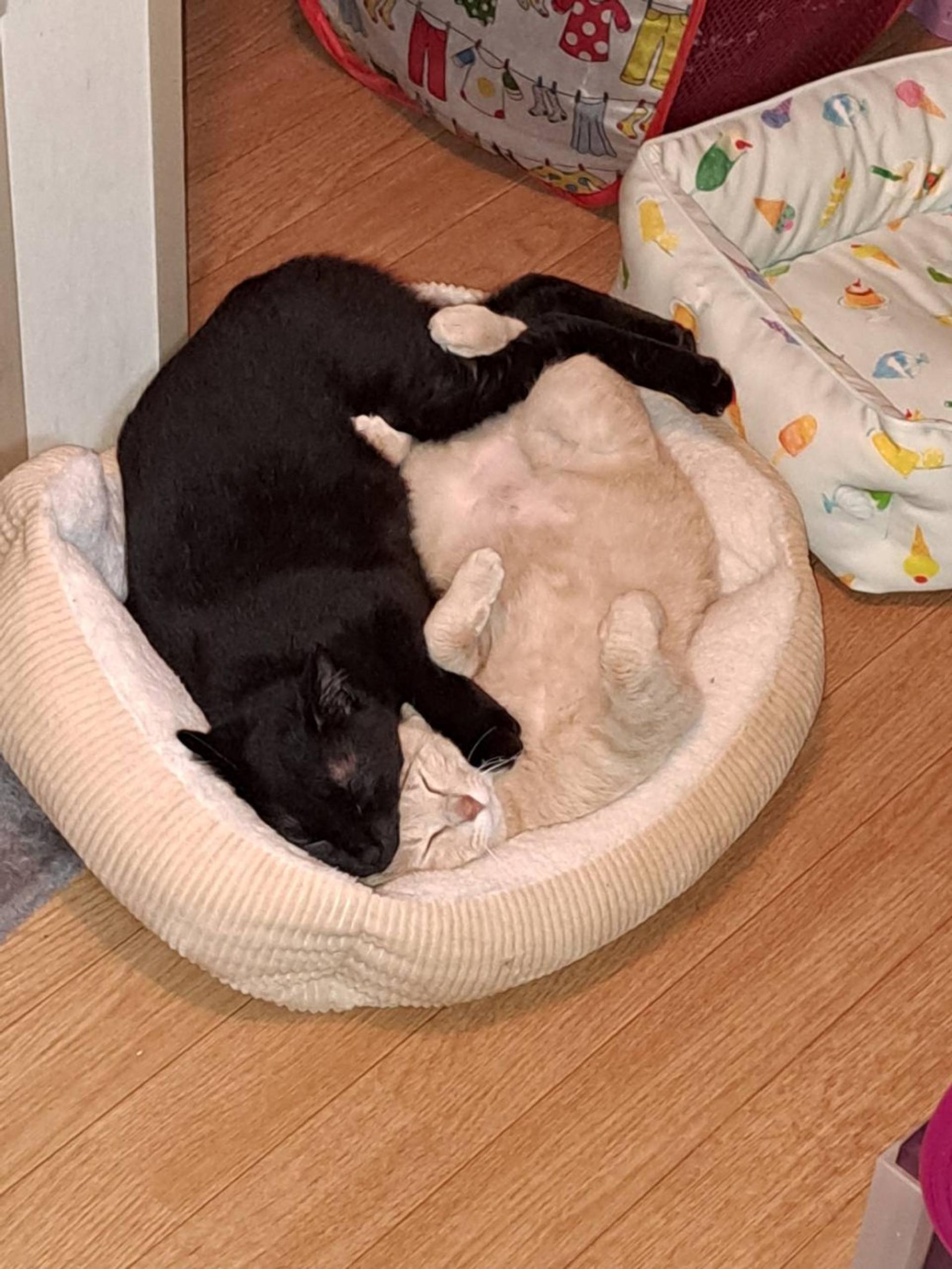 pet-image-4