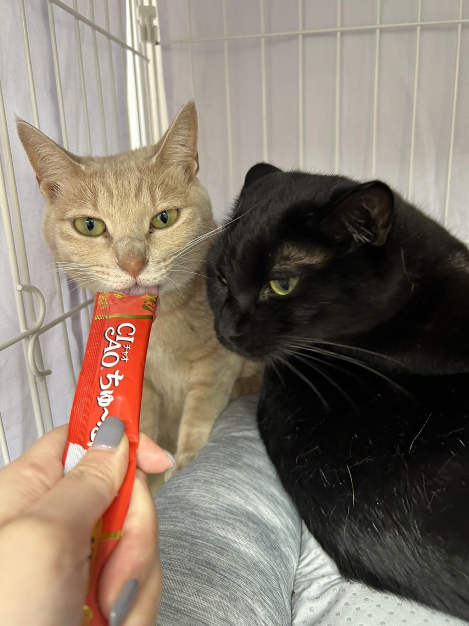pet-image-5