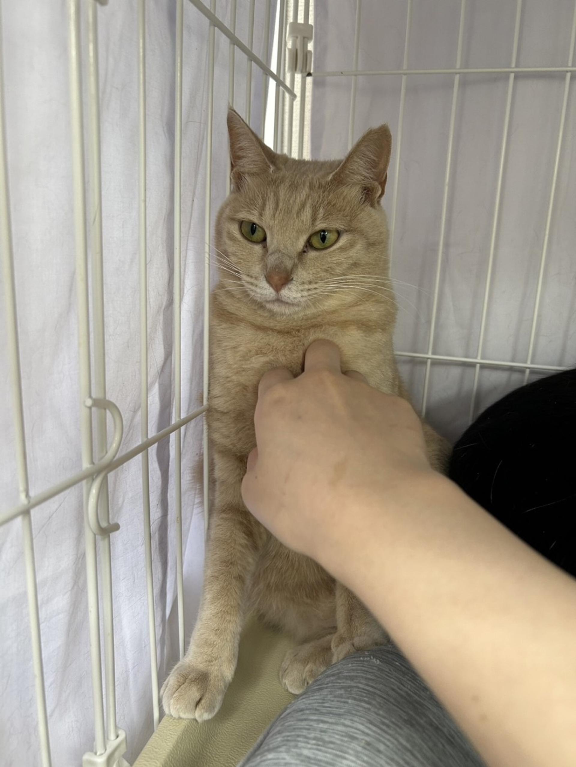 pet-image-6