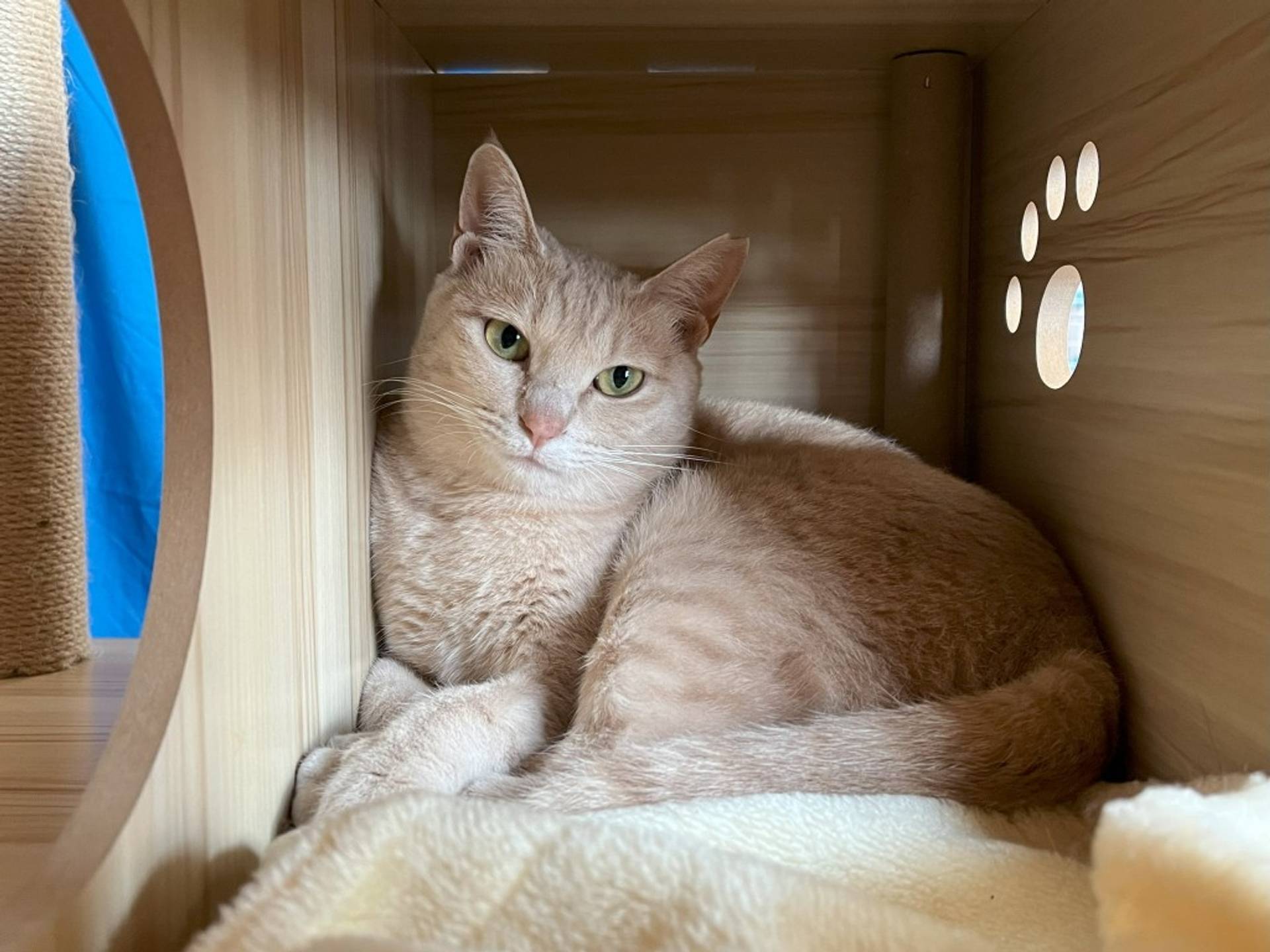 雑種（ミックス猫）・メスの里親募集の写真