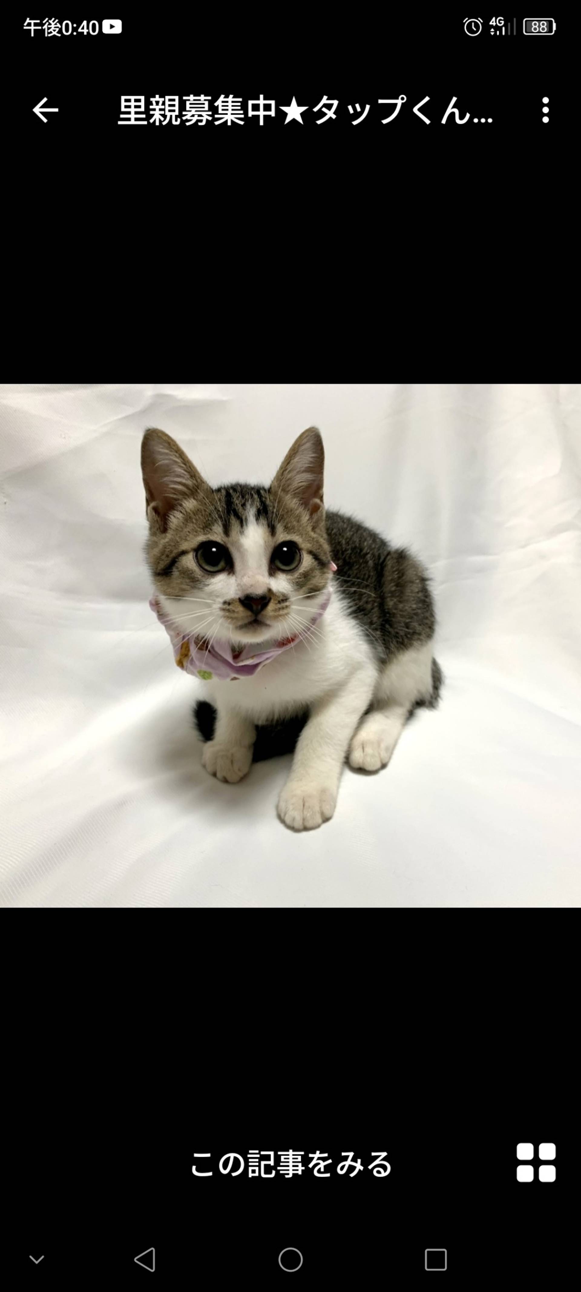 雑種（ミックス猫）・オスの里親募集の写真