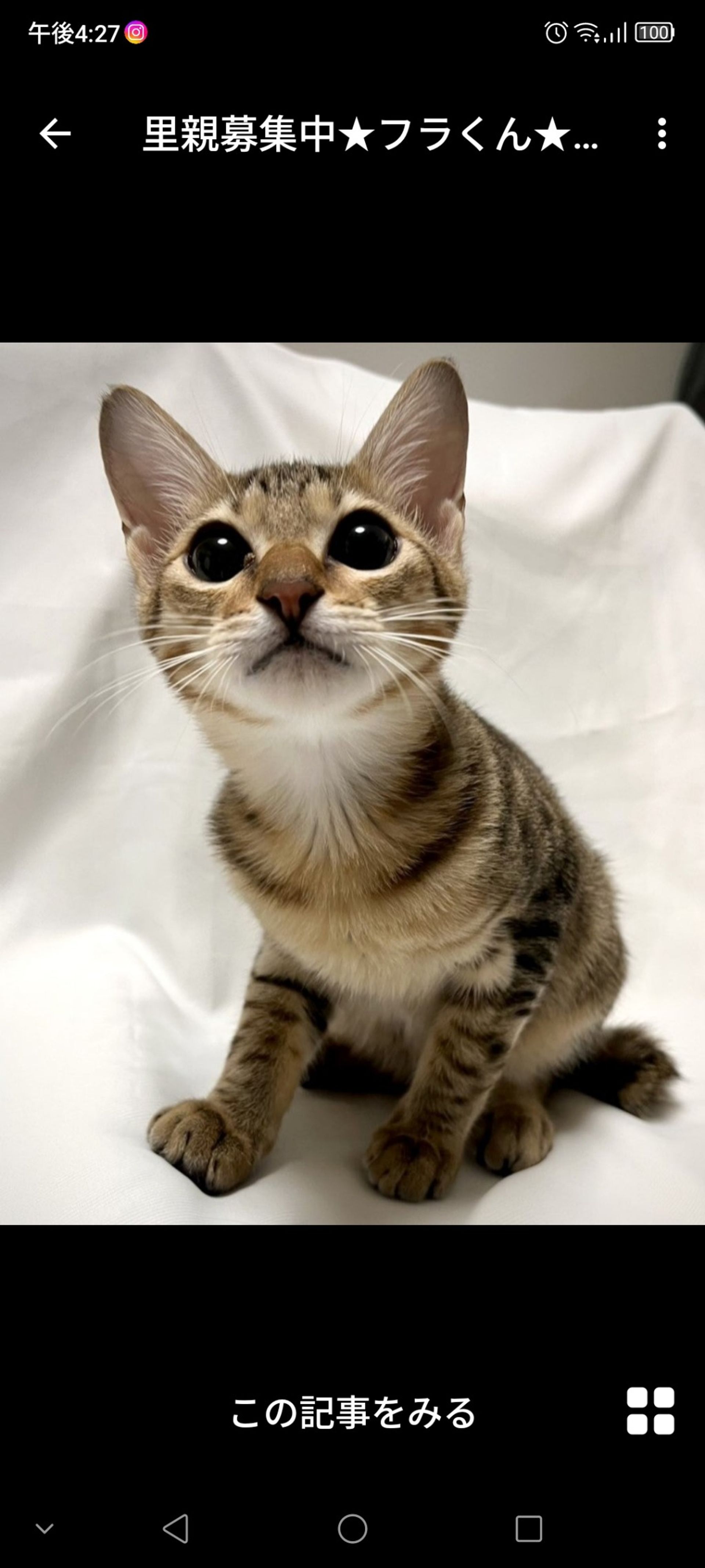 雑種（ミックス猫）・オスの里親募集の写真