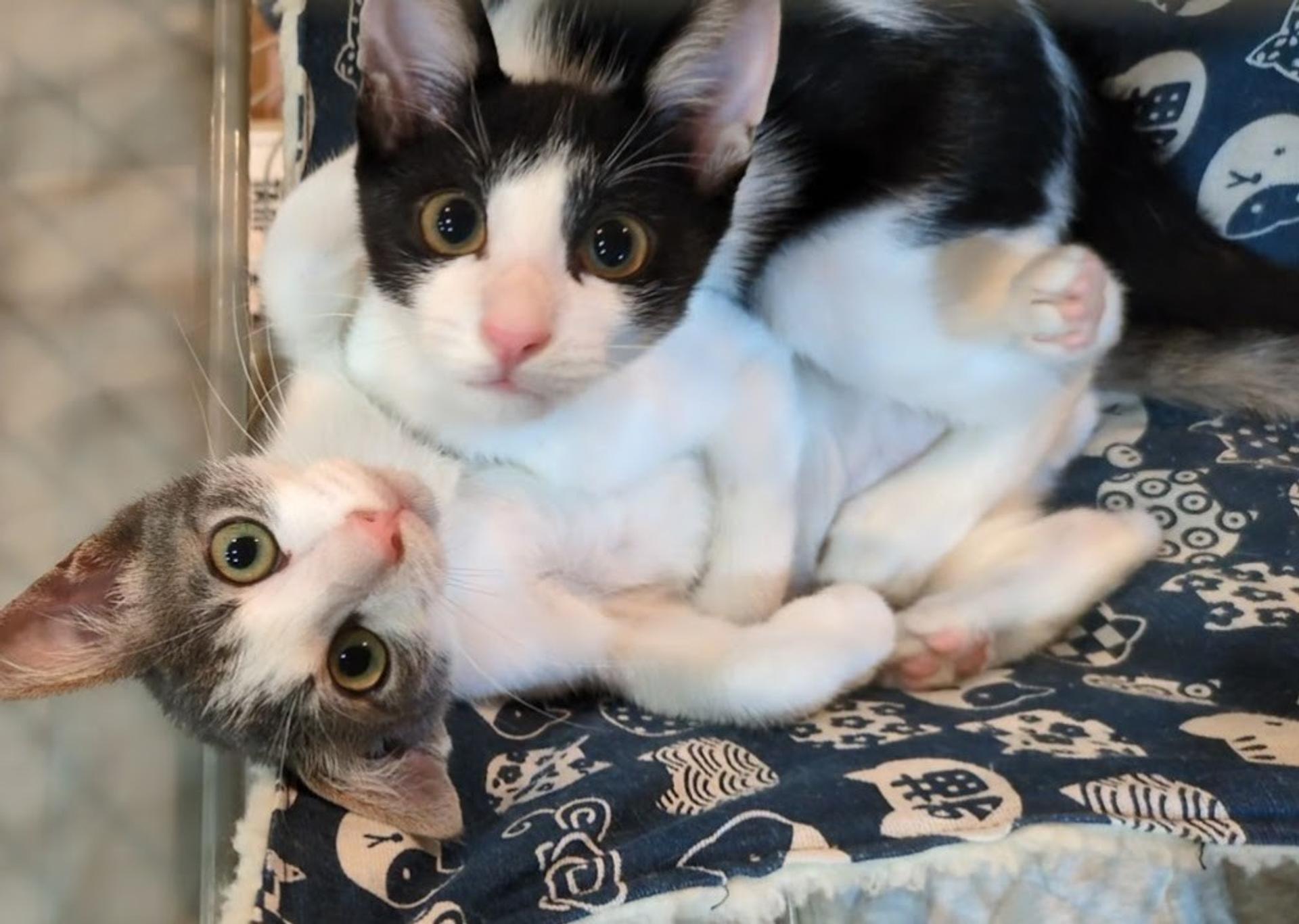 pet-image-2