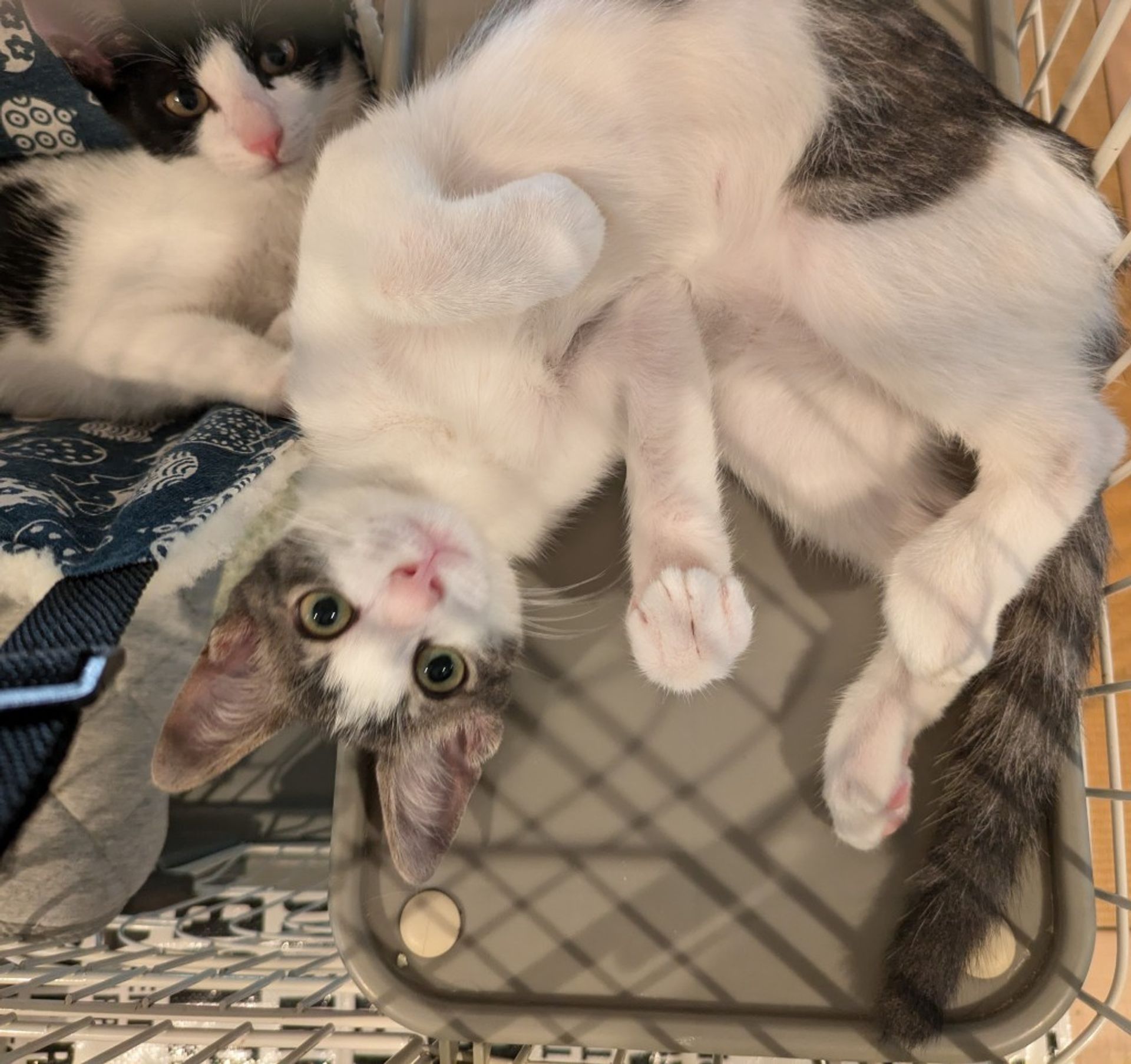 雑種（ミックス猫）・オスの里親募集の写真