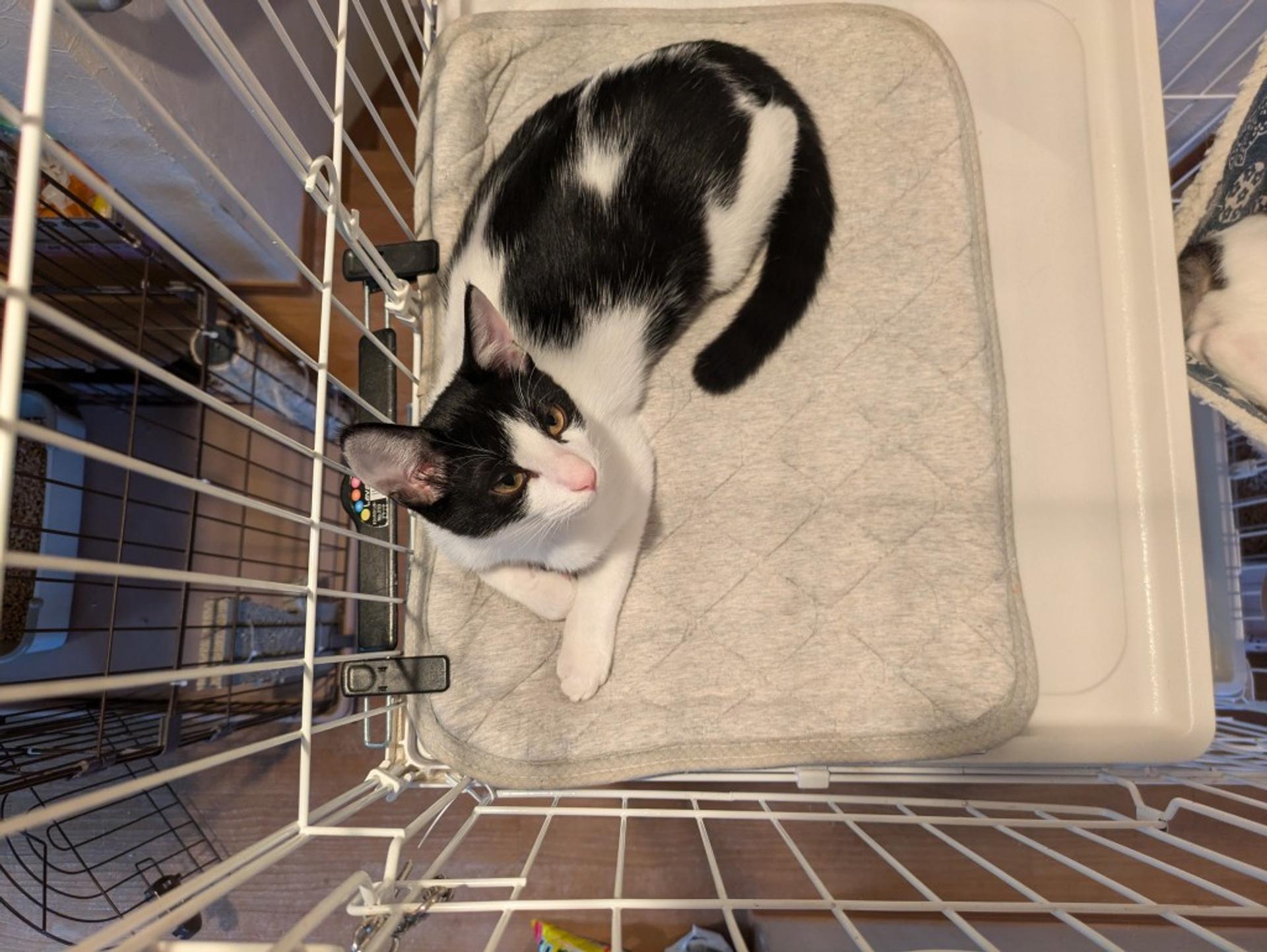 pet-image-4