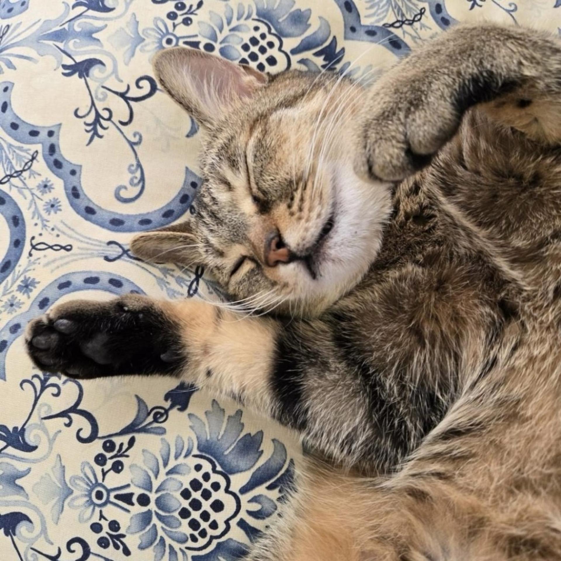 pet-image-9