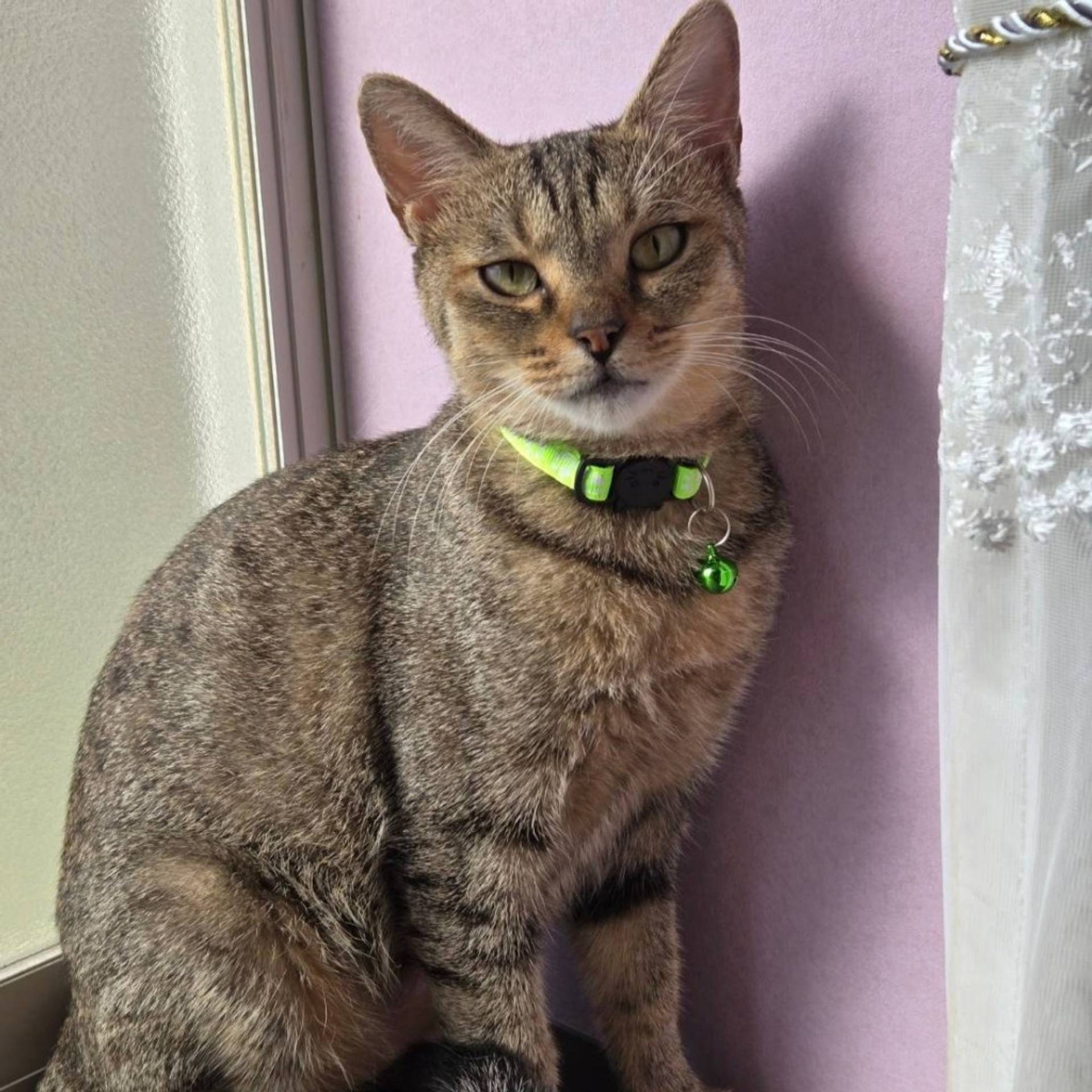 雑種（ミックス猫）・メスの里親募集の写真