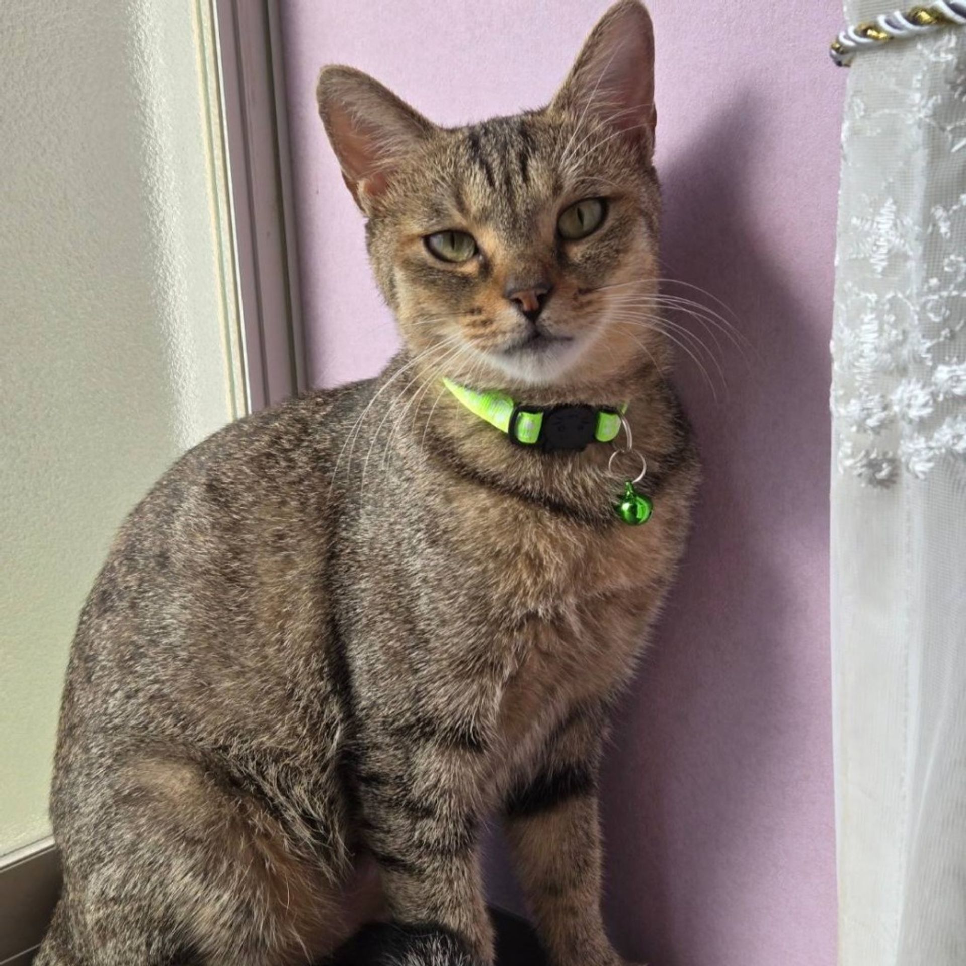 雑種（ミックス猫）・メスの里親募集の写真