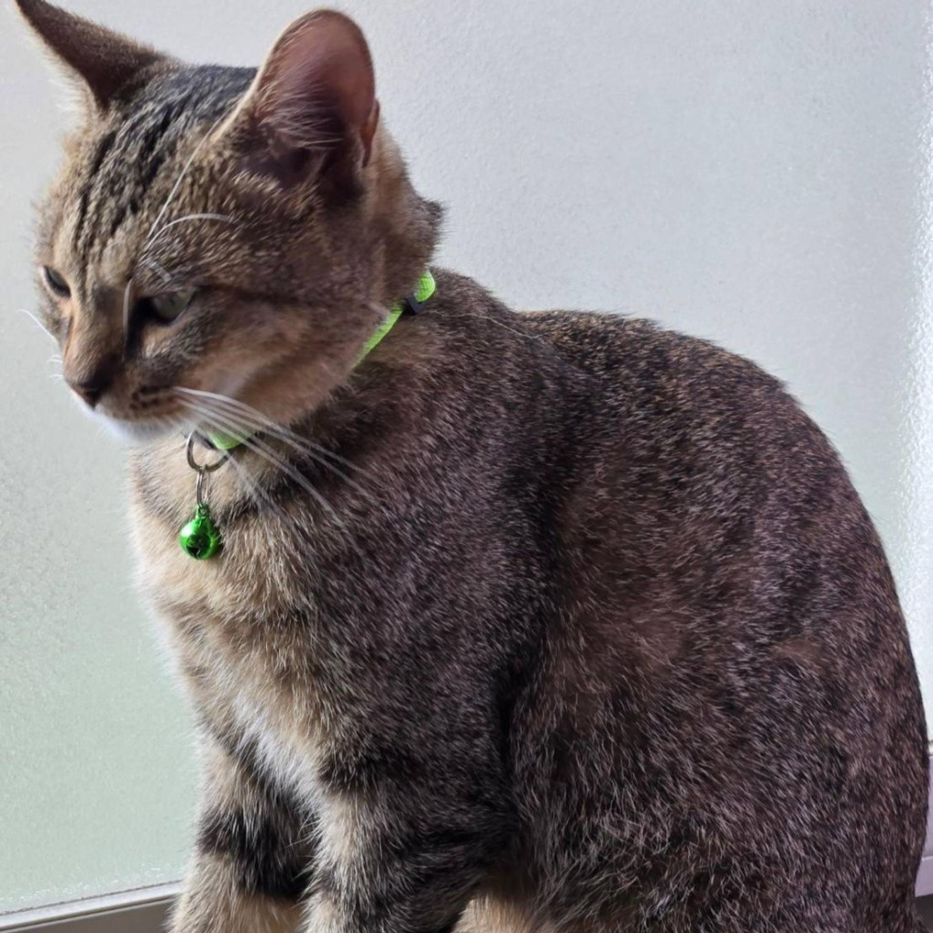 pet-image-4