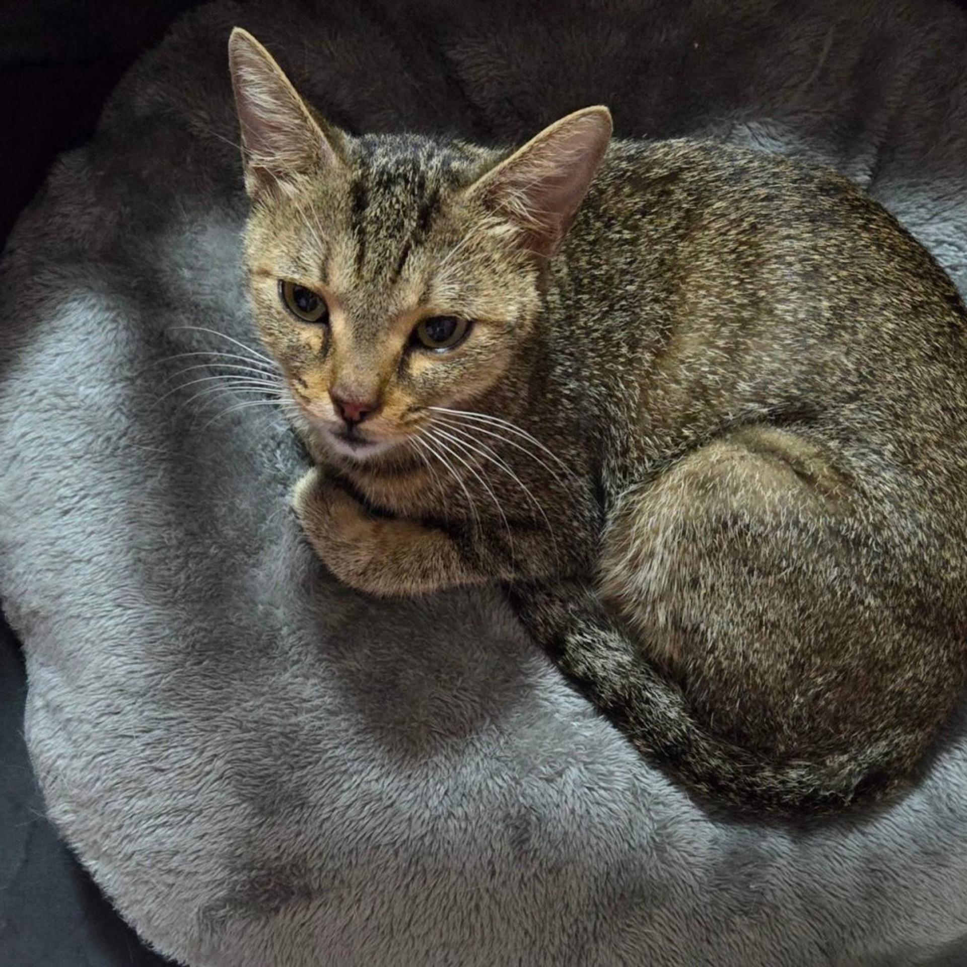 pet-image-6