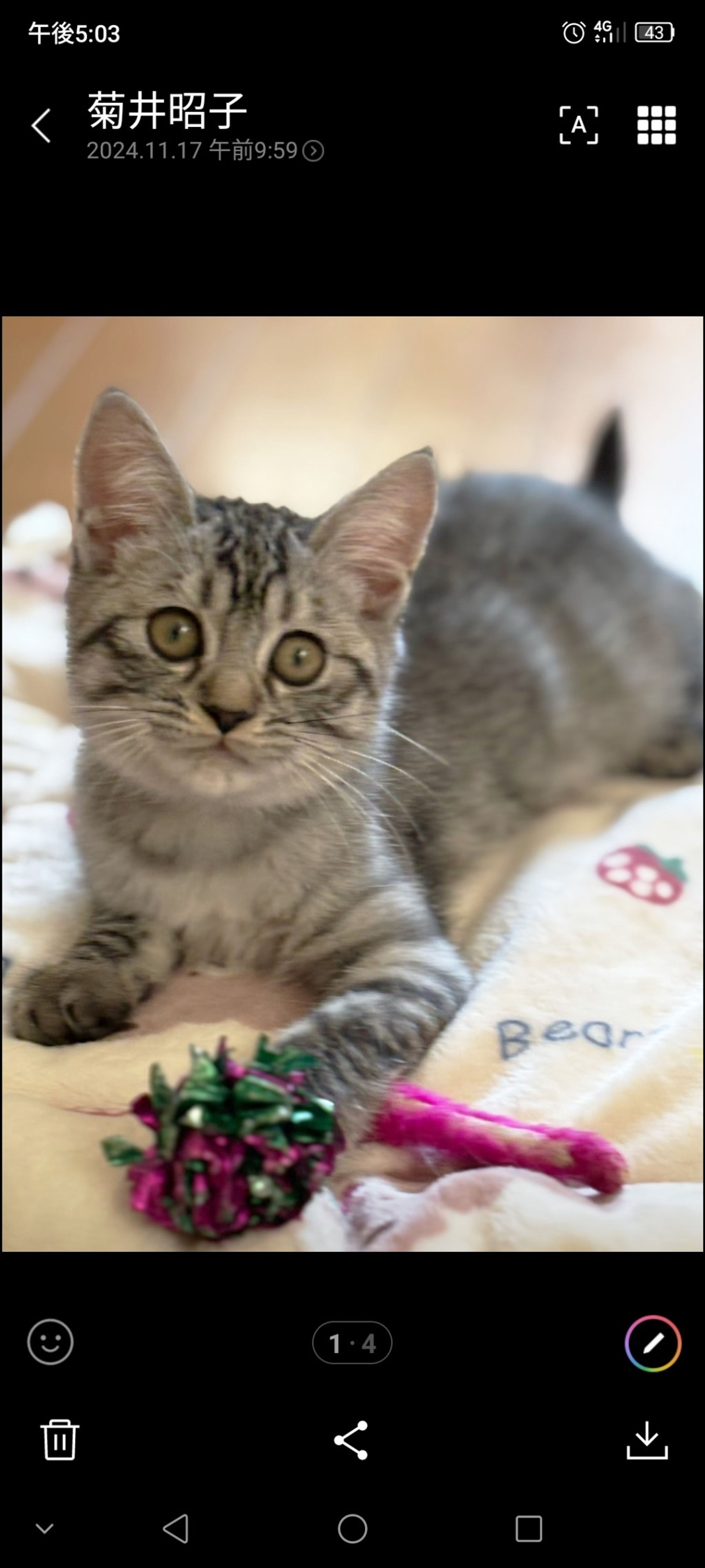 雑種（ミックス猫）・オスの里親募集の写真