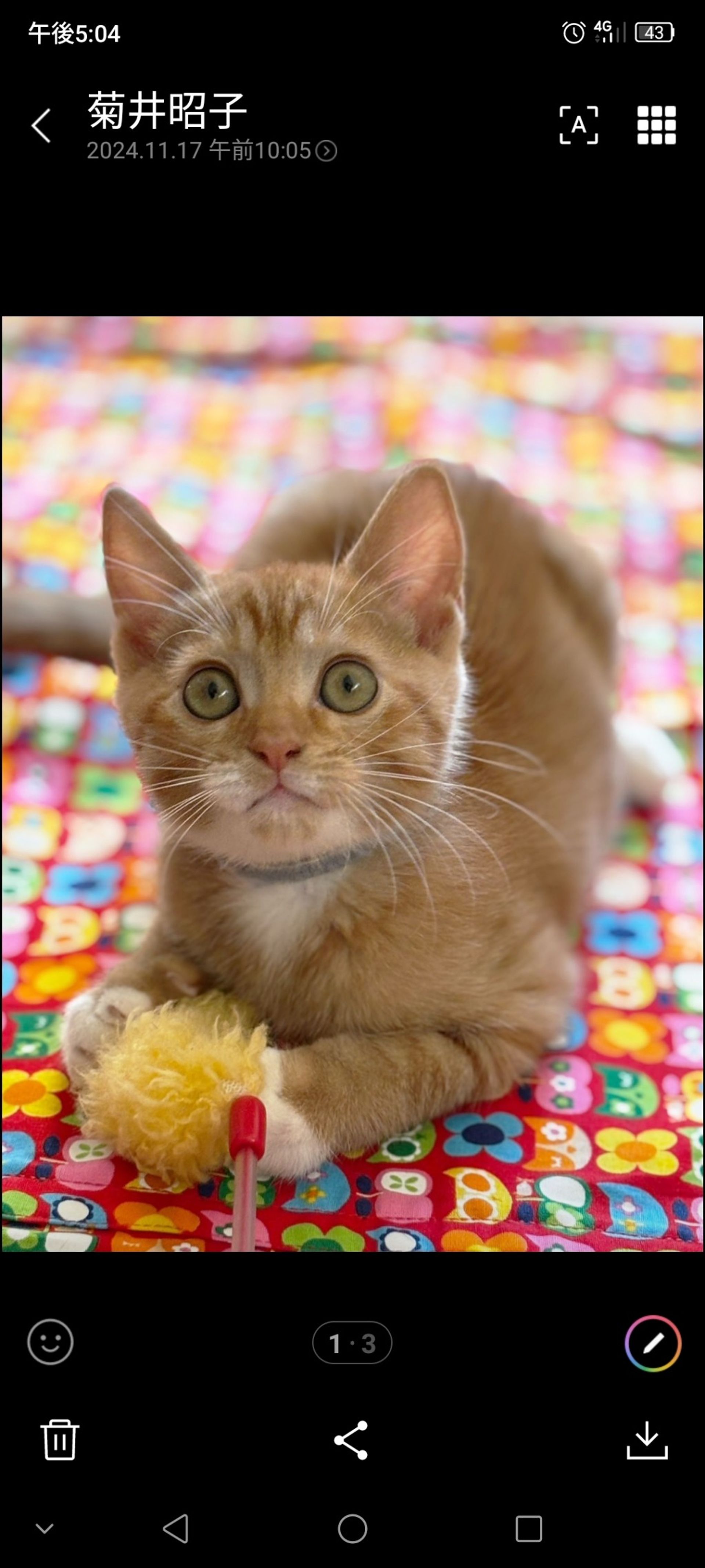 雑種（ミックス猫）・オスの里親募集の写真