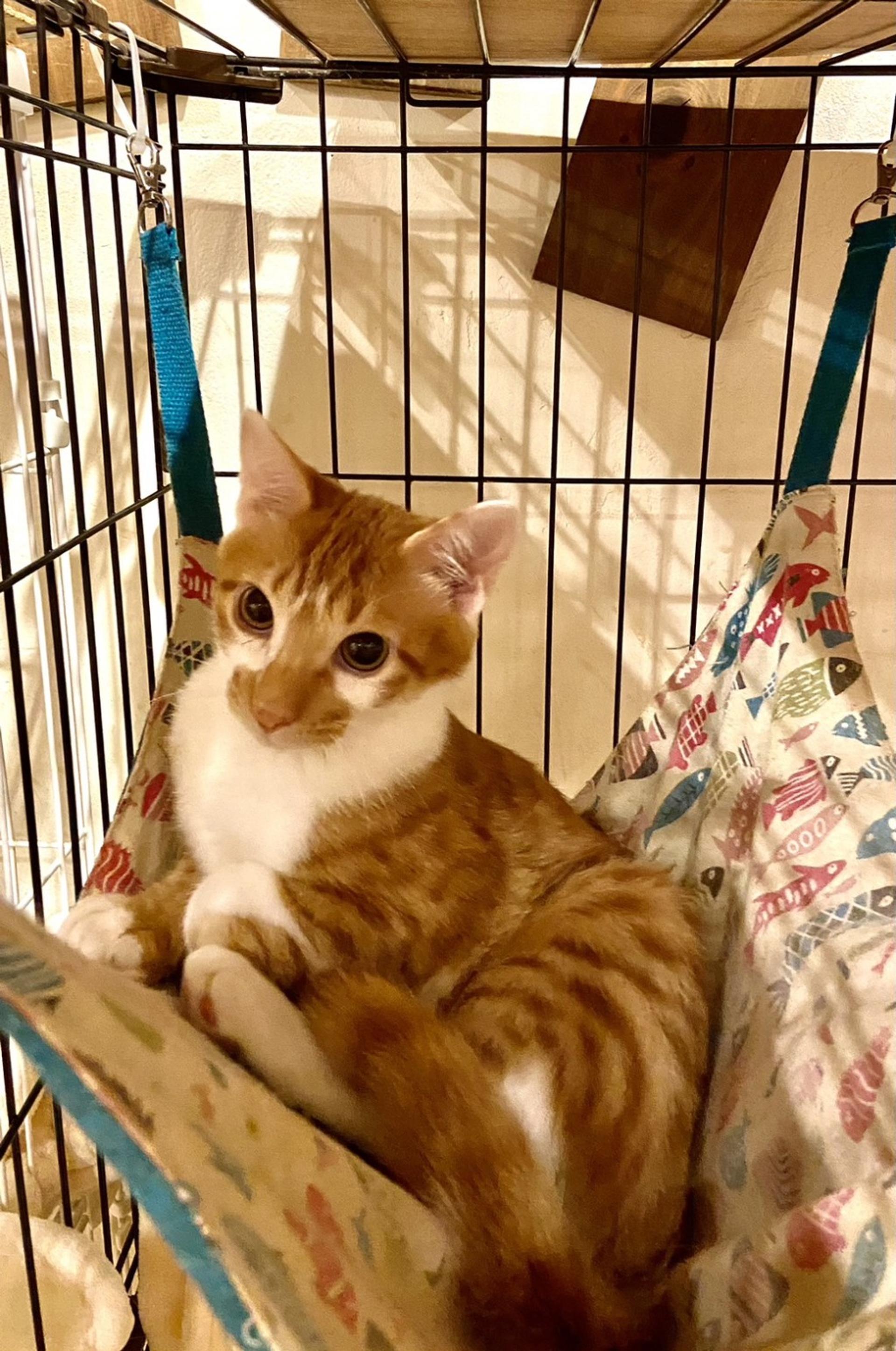 pet-image-2
