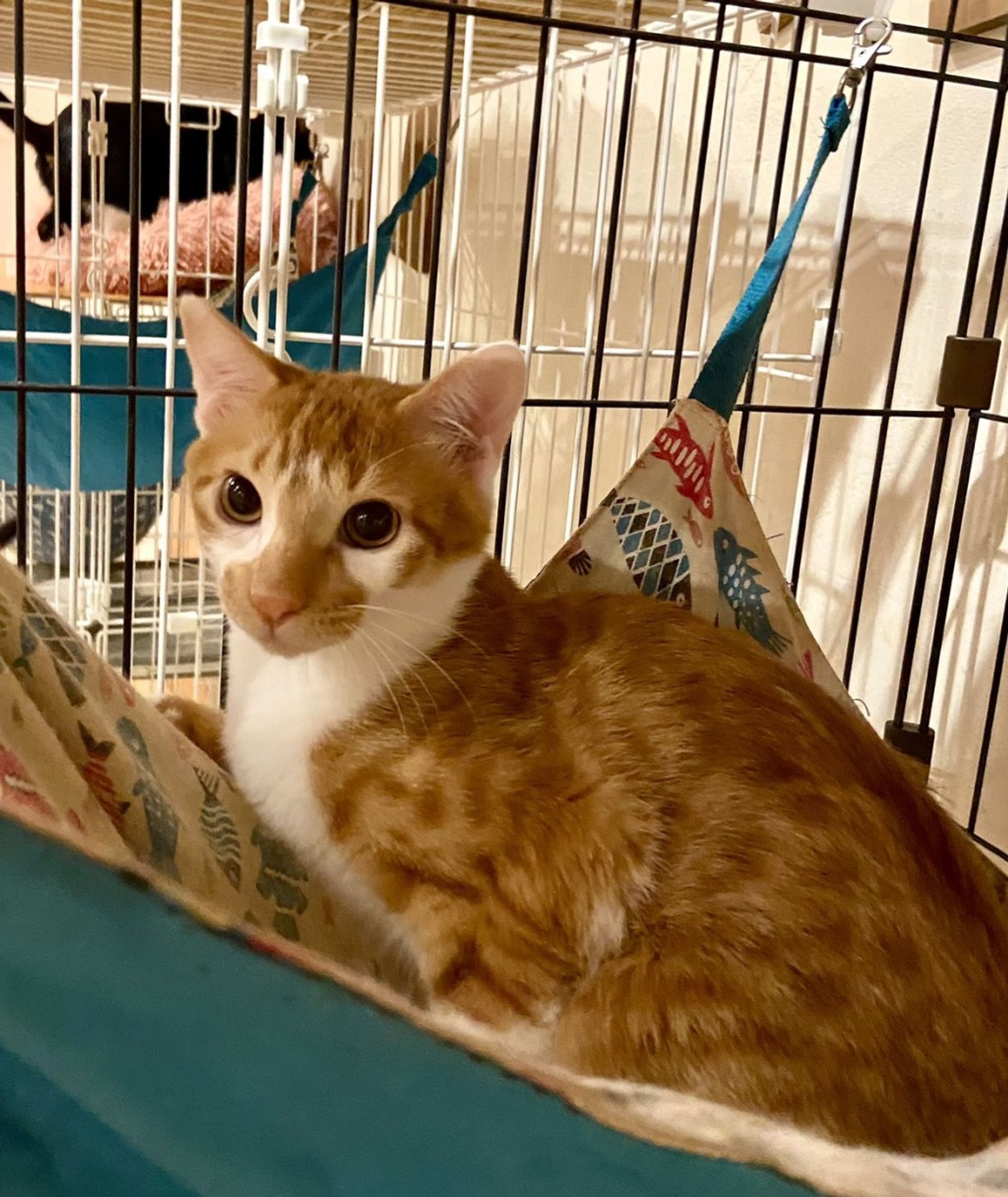 雑種（ミックス猫）・オスの里親募集の写真