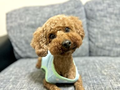 夢ごこち