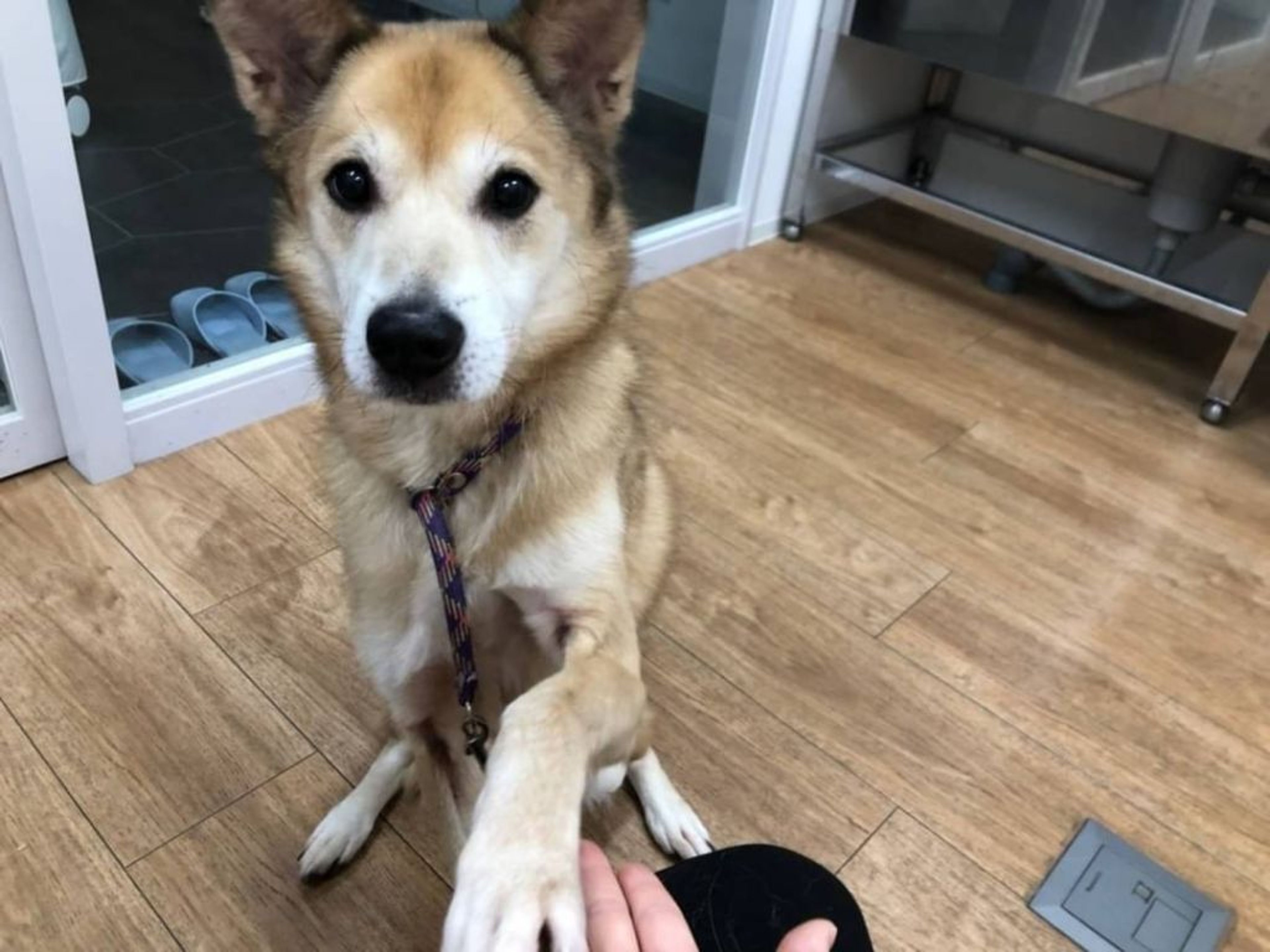 雑種（ミックス犬）・オスの里親募集の写真