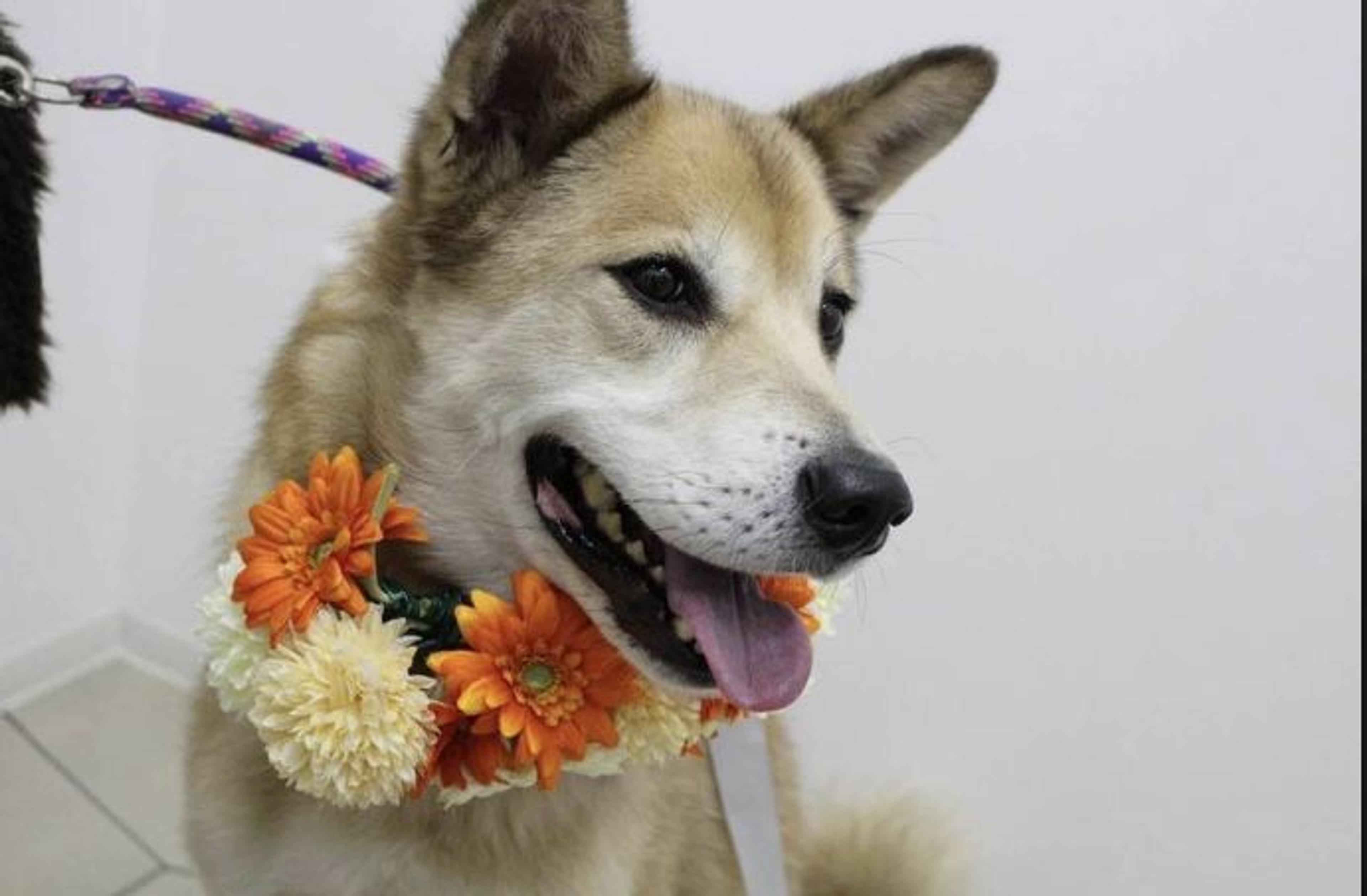pet-image-4