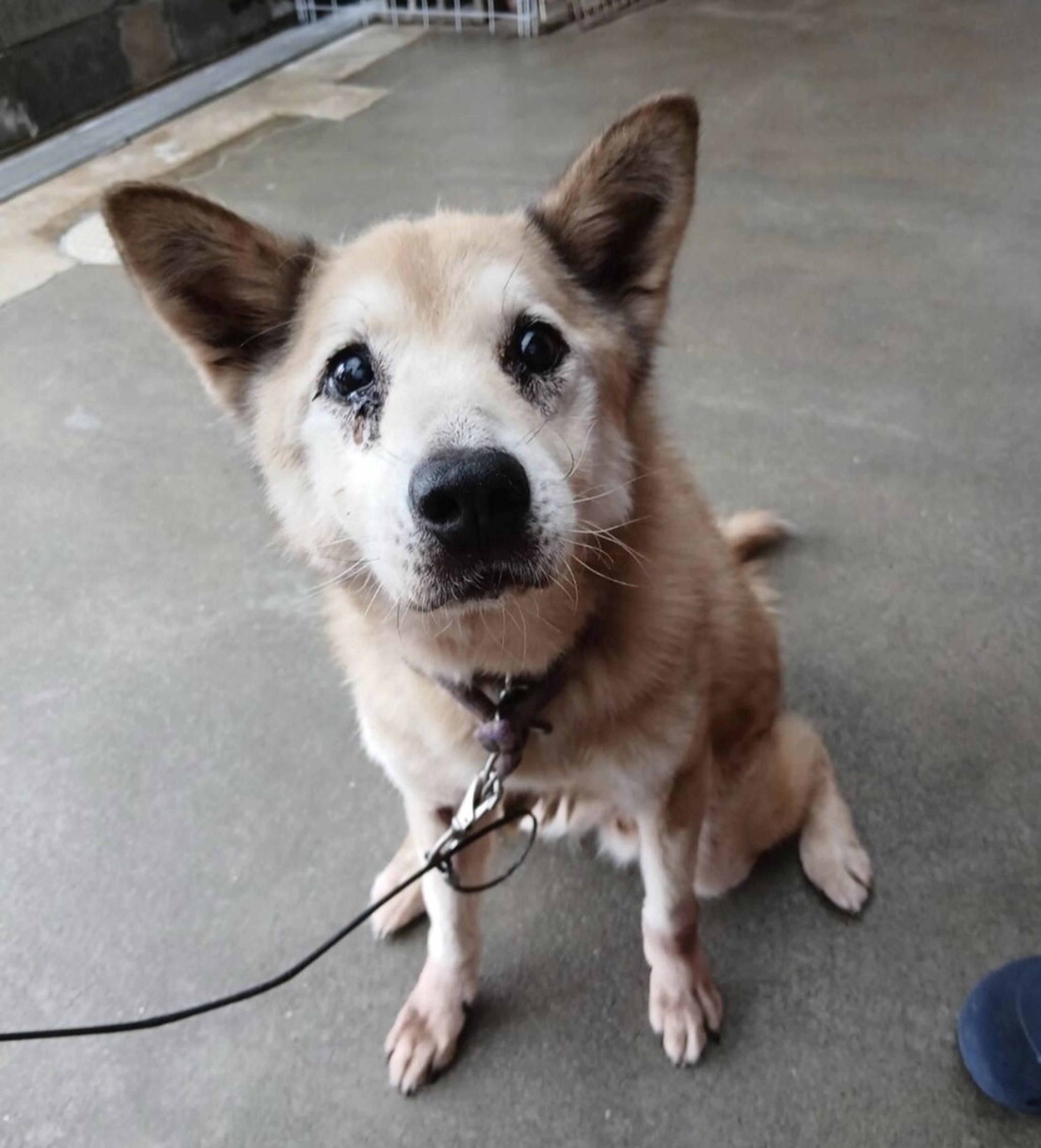 pet-image-2