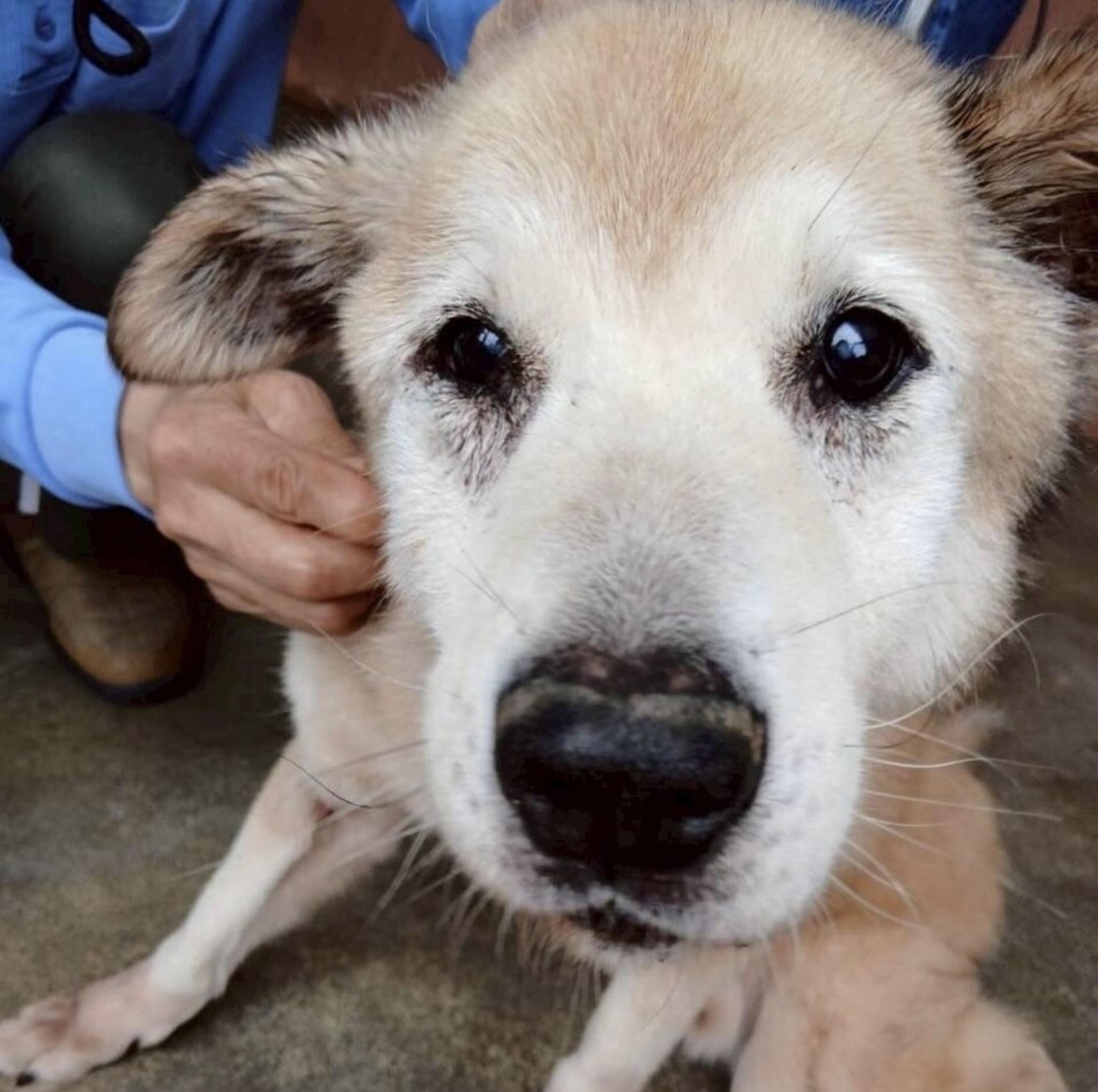 pet-image-5