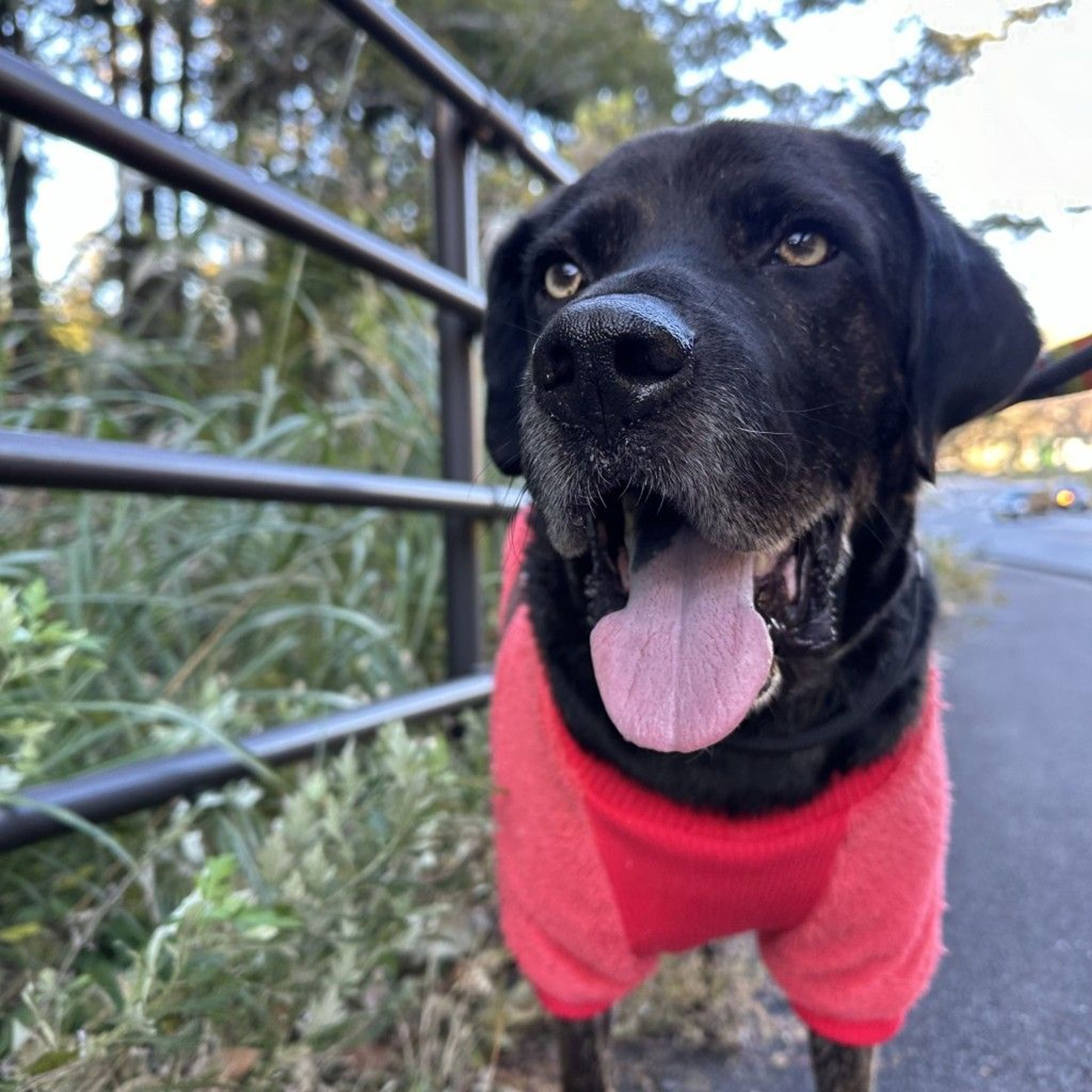 甲斐犬・オスの里親募集の写真