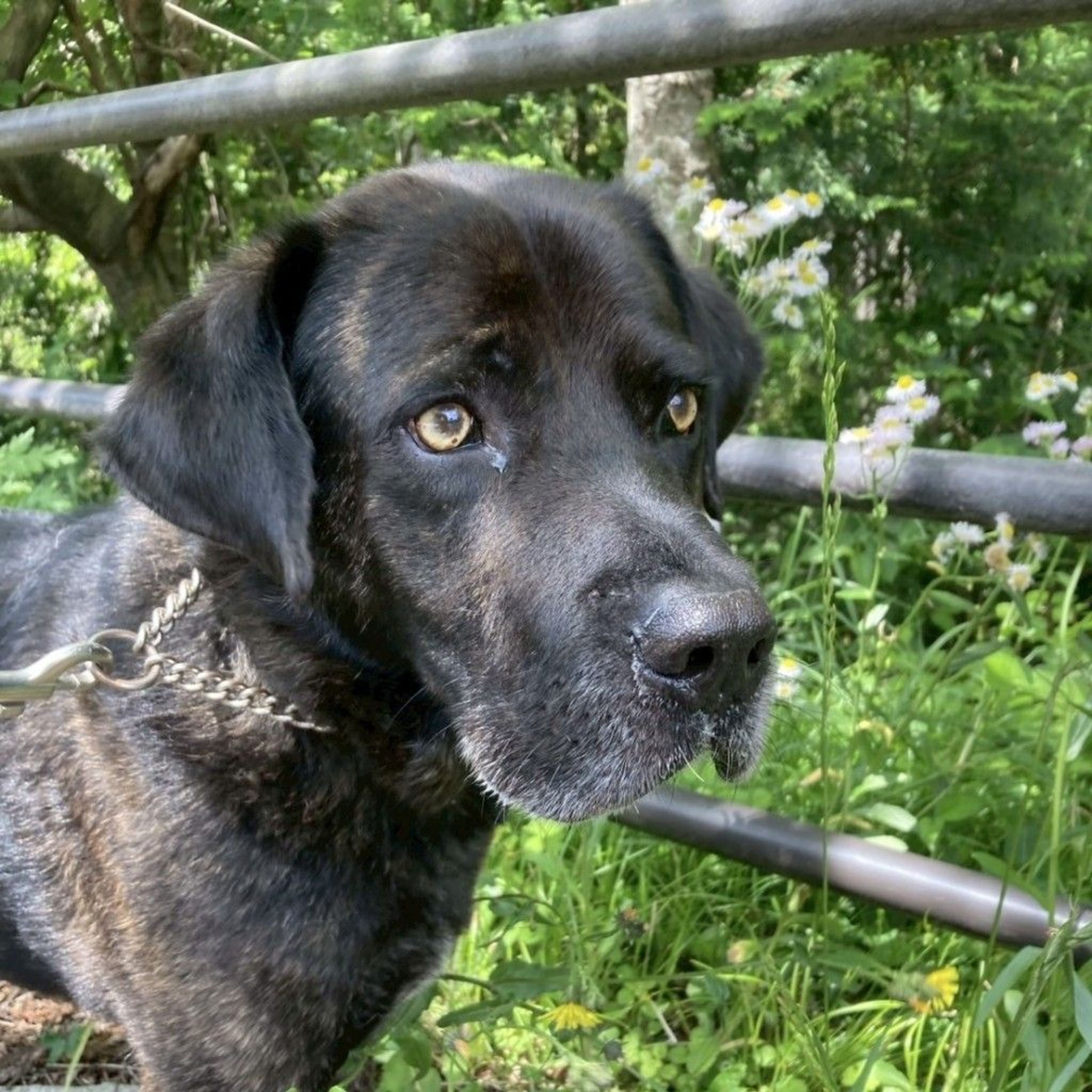 pet-image-5