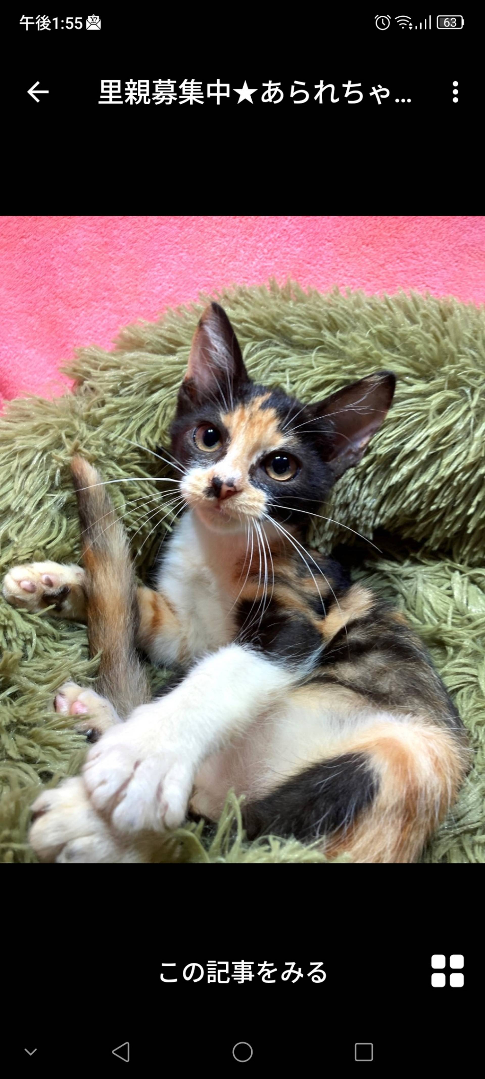 日本猫・メスの里親募集の写真