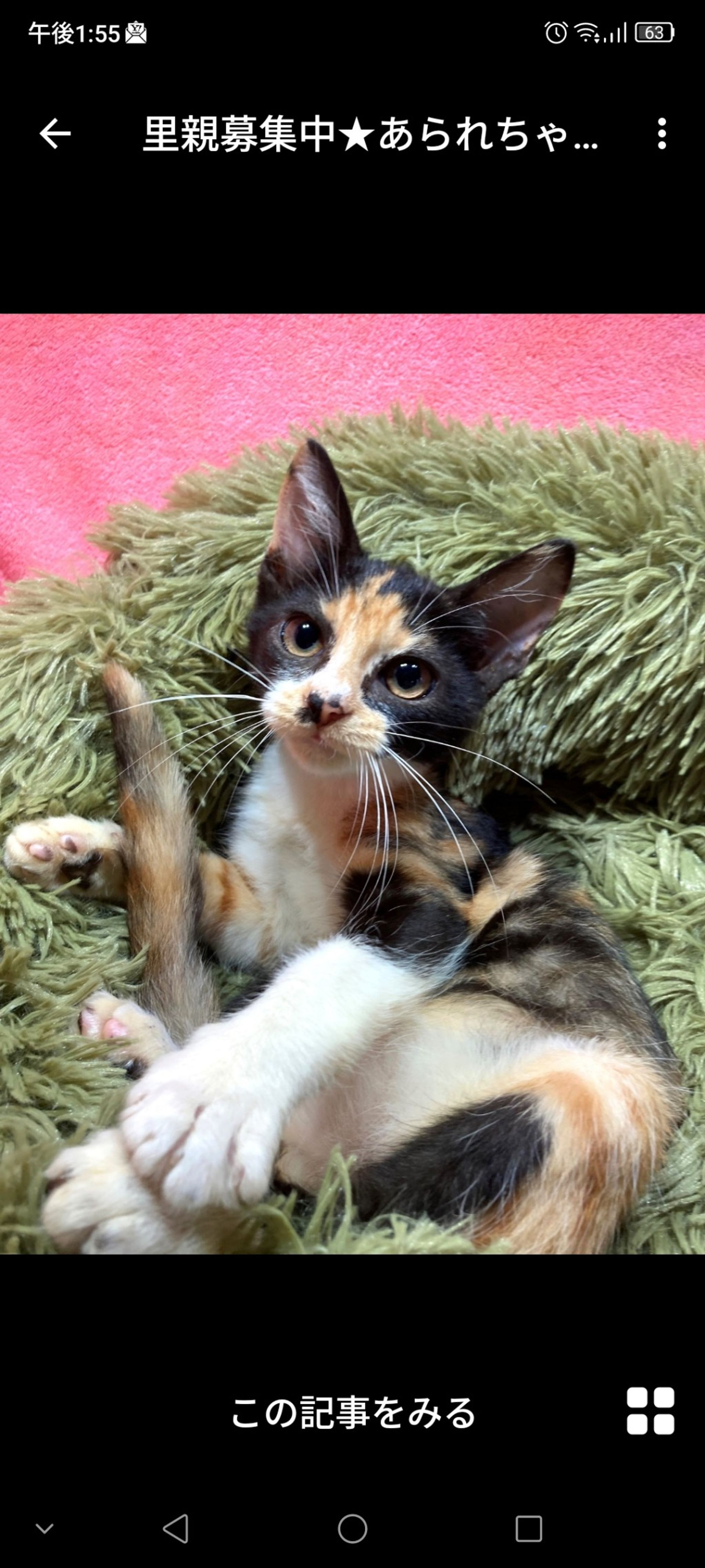 日本猫・メスの里親募集の写真