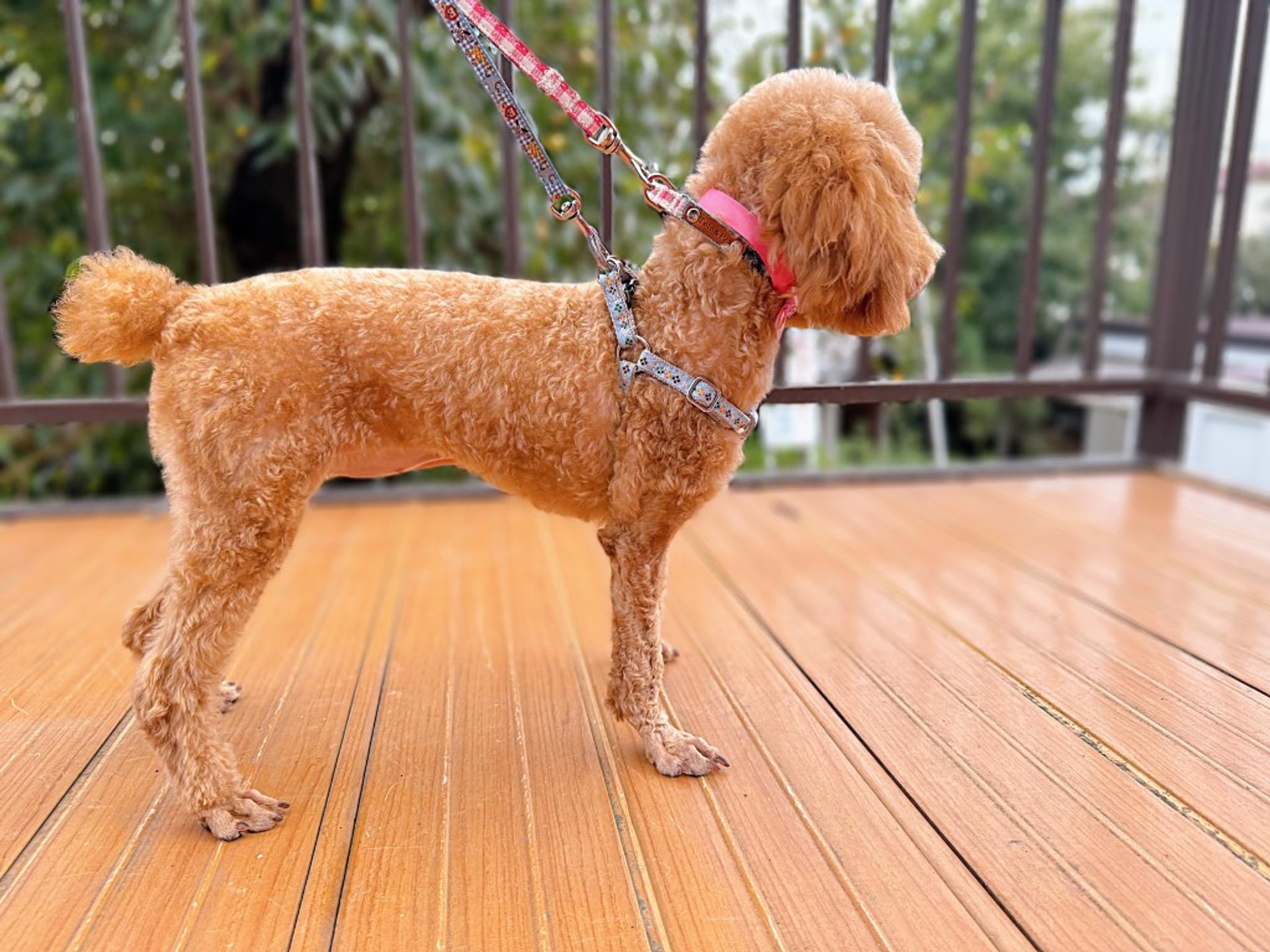 pet-image-3