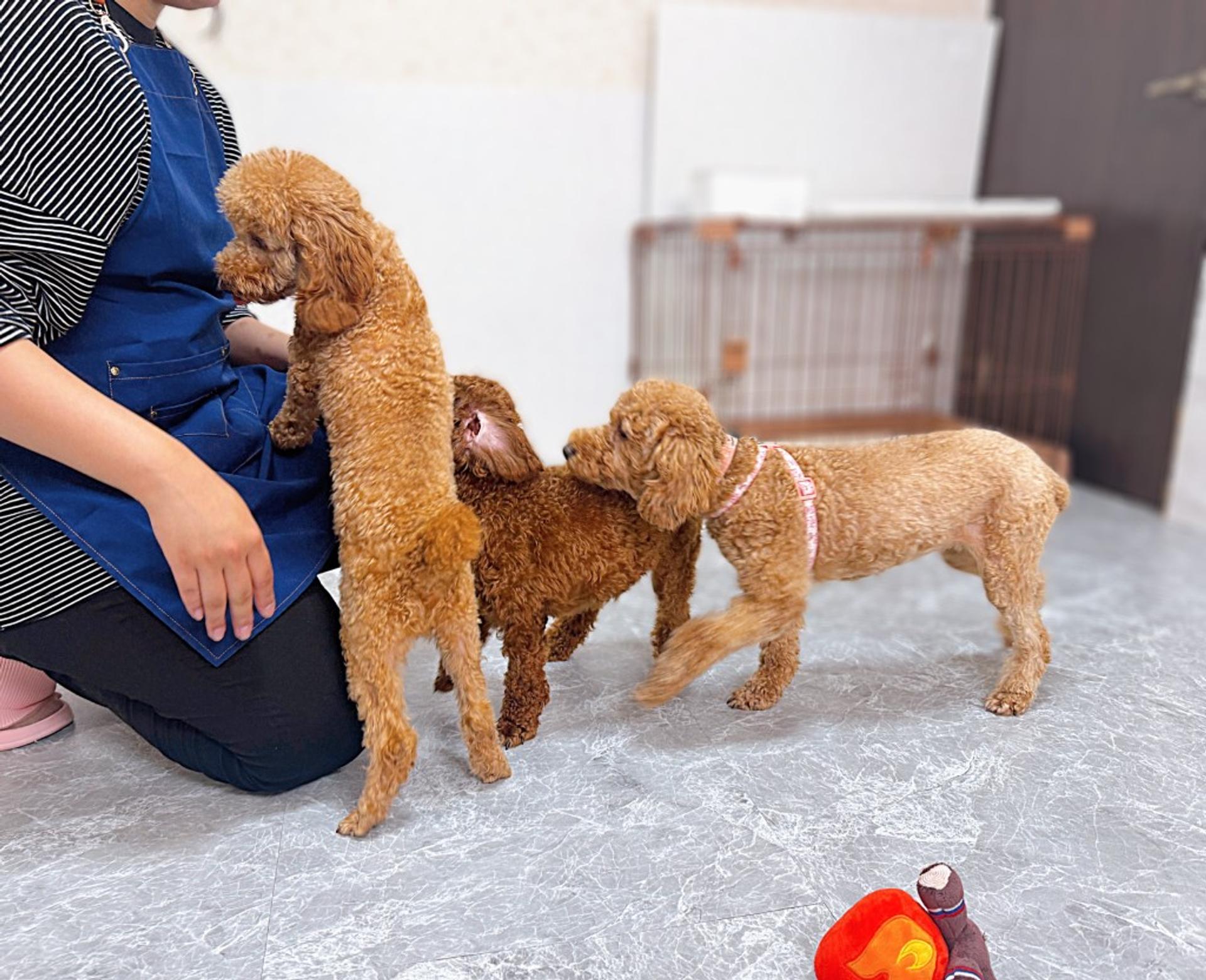 pet-image-5