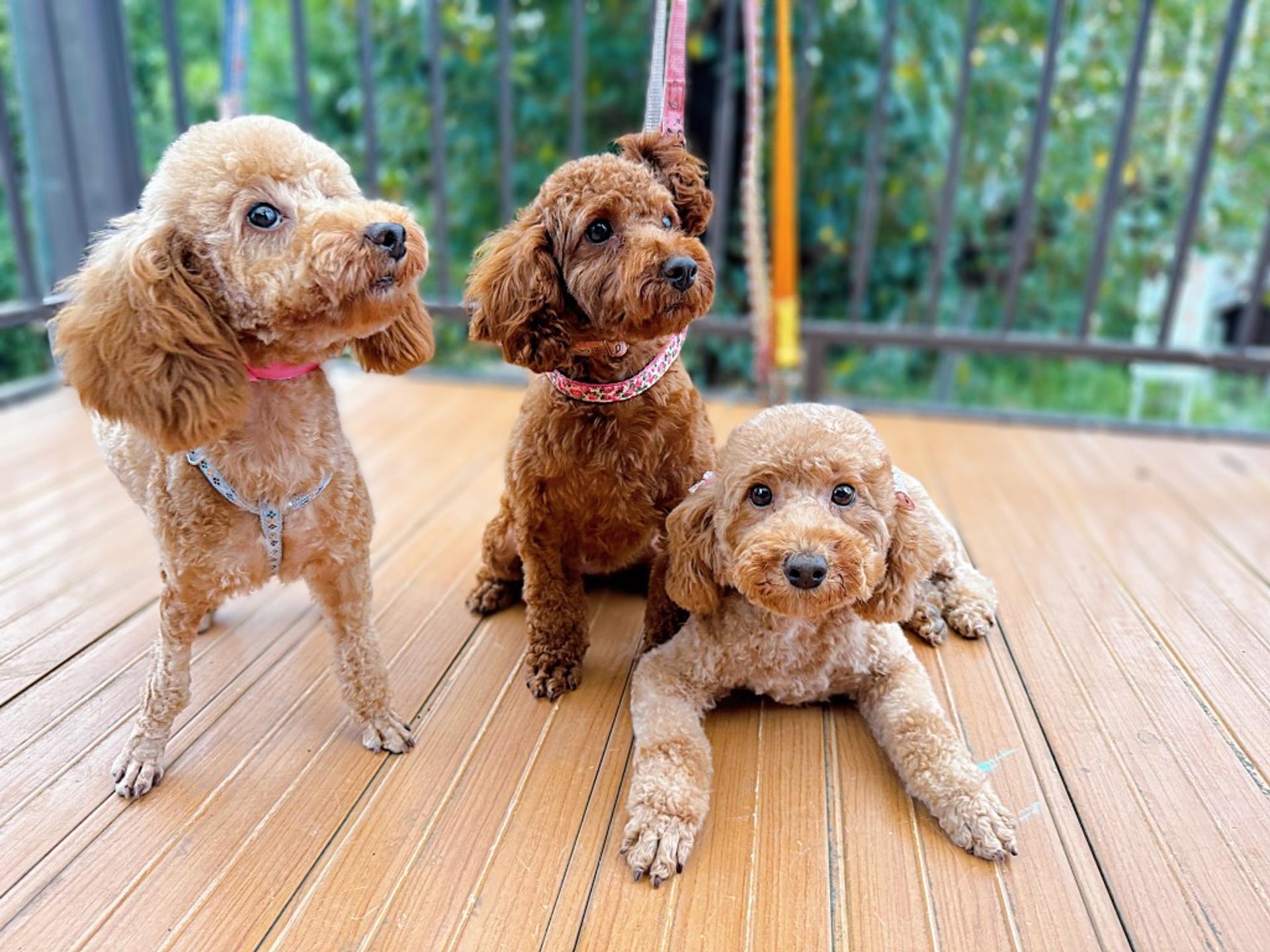 pet-image-6