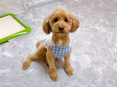 あかねちゃん
