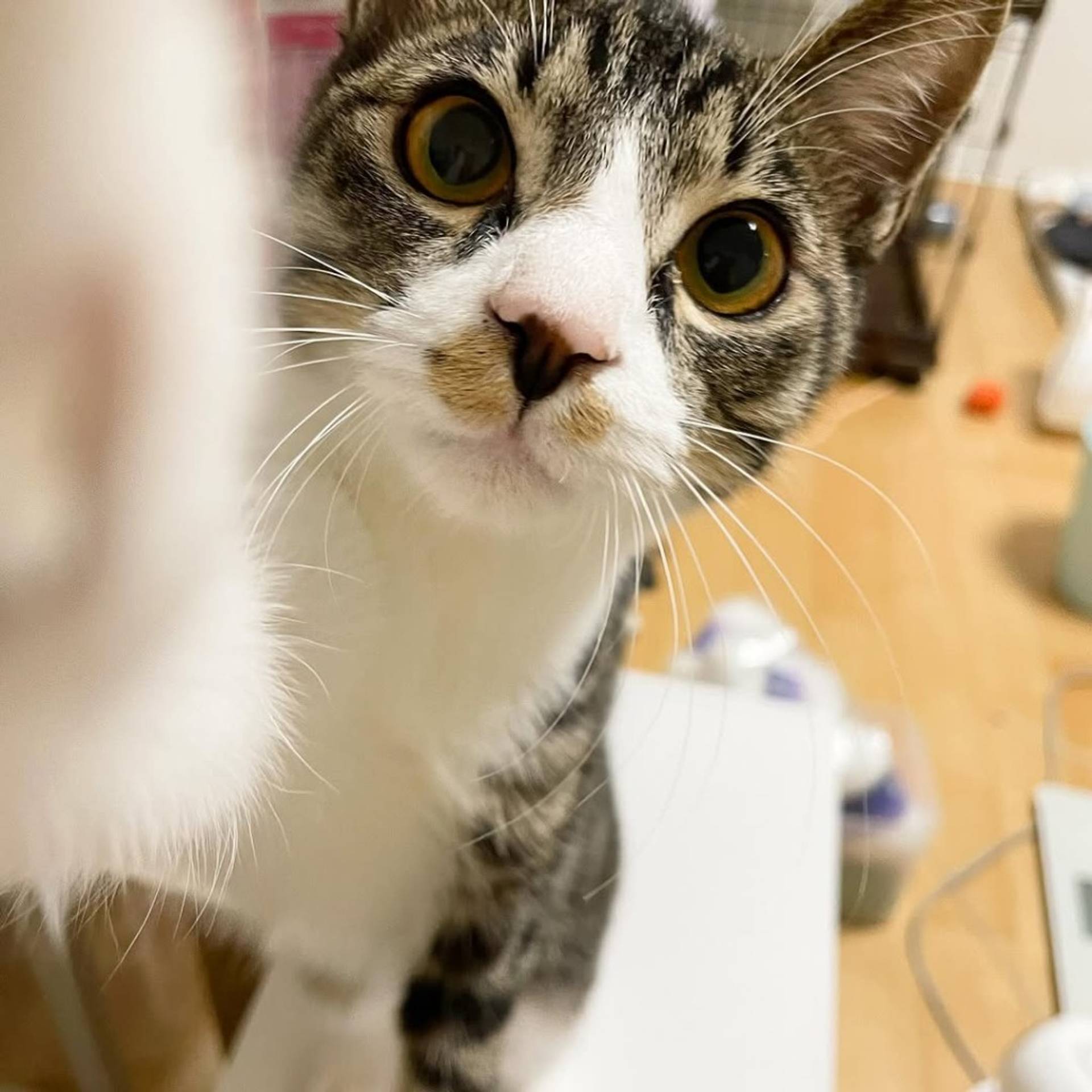 雑種（ミックス猫）・オスの里親募集の写真